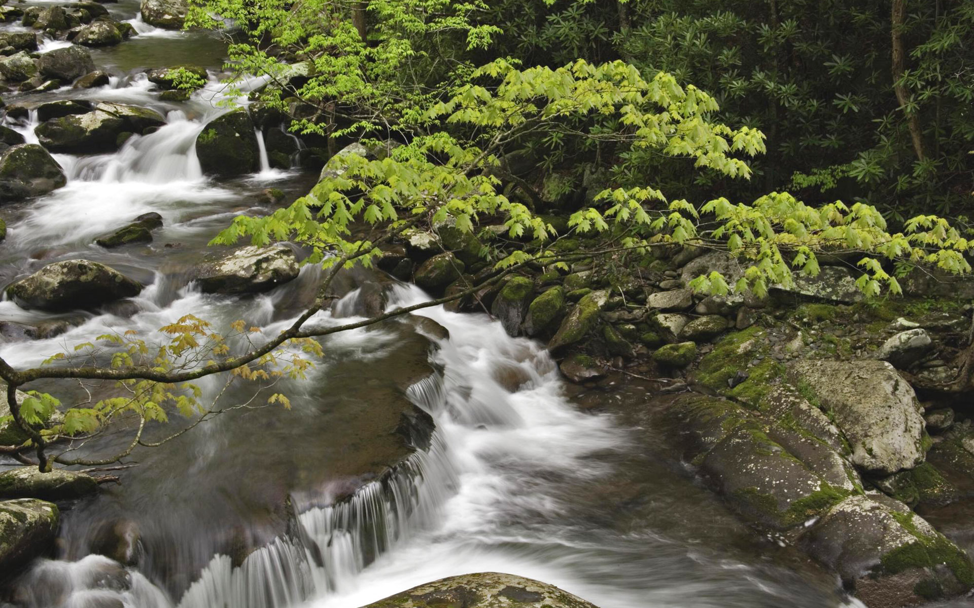 风景 自然风光 溪流 小溪