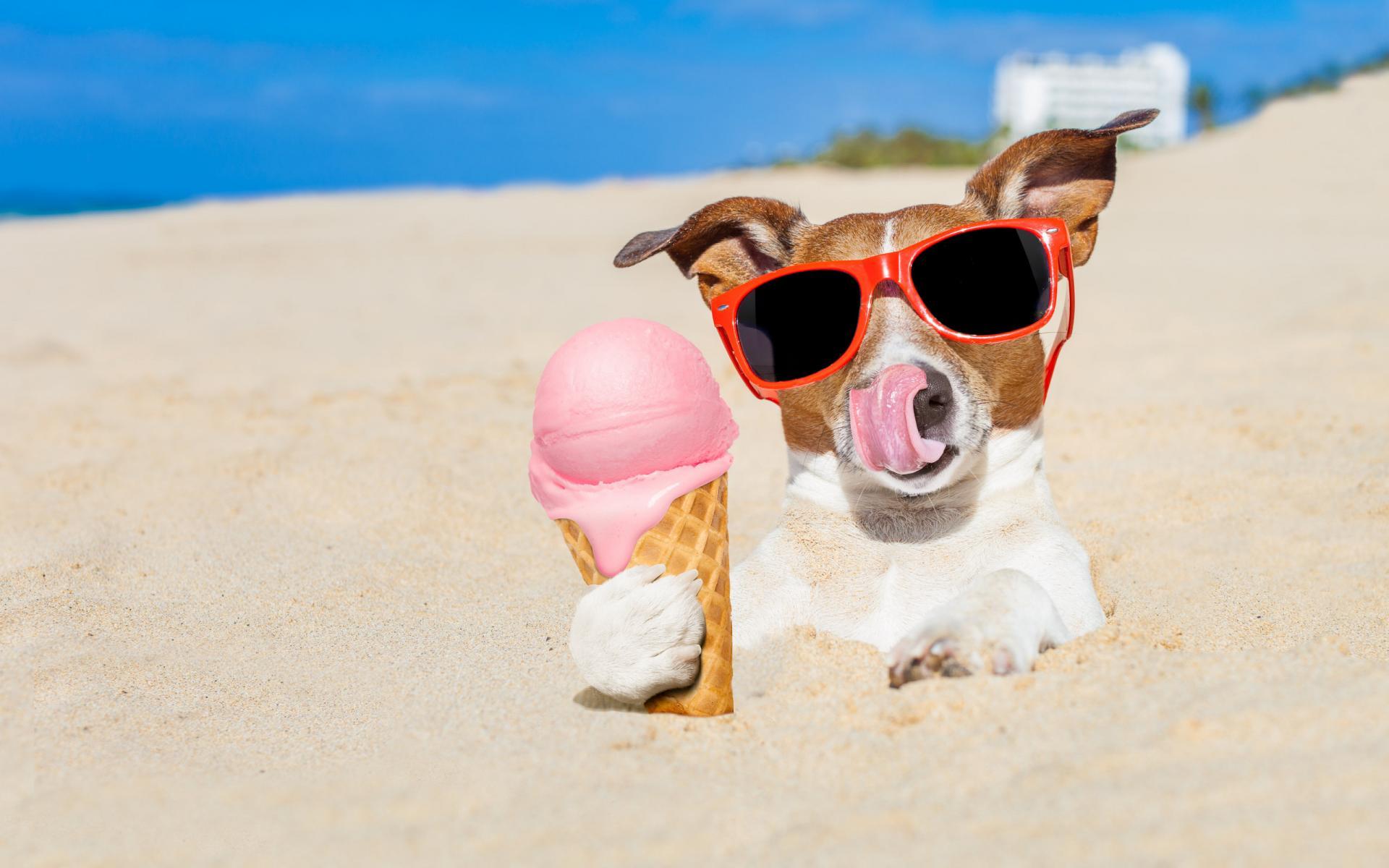 汪星人  沙滩上的被戏弄的狗狗