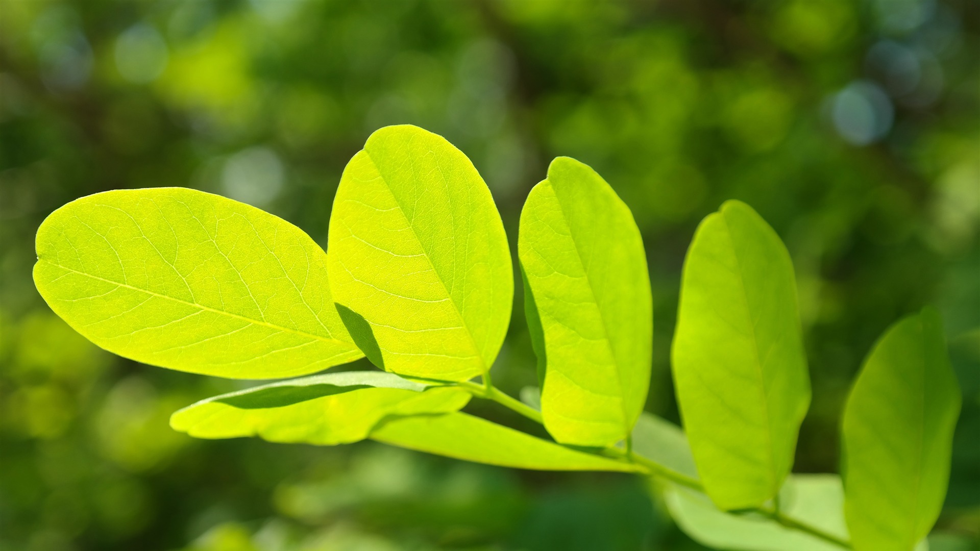 小清新 清新淡雅 植物 绿叶