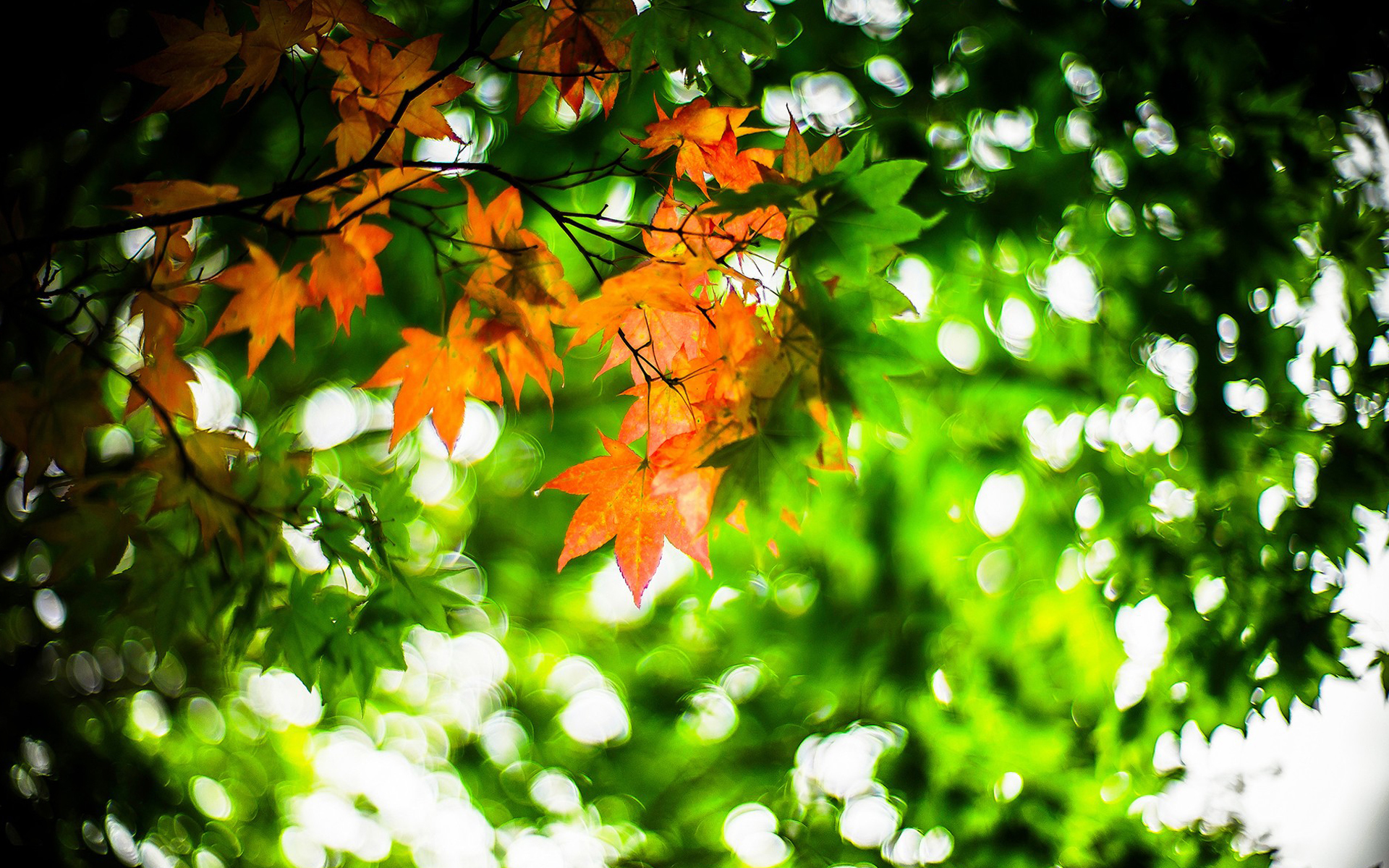 护眼壁纸 树叶 绿色