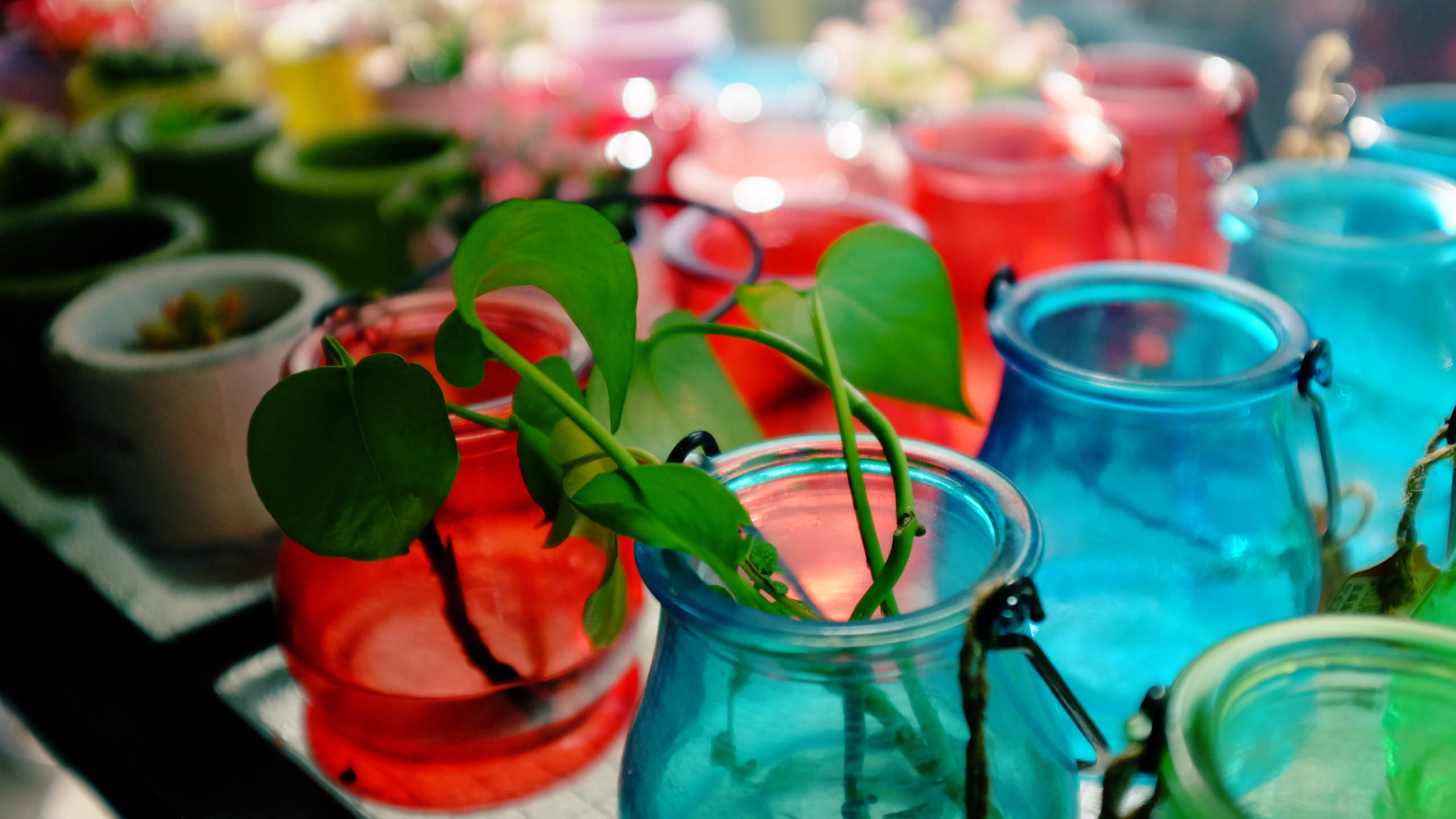 彩色玻璃瓶 绿色植物