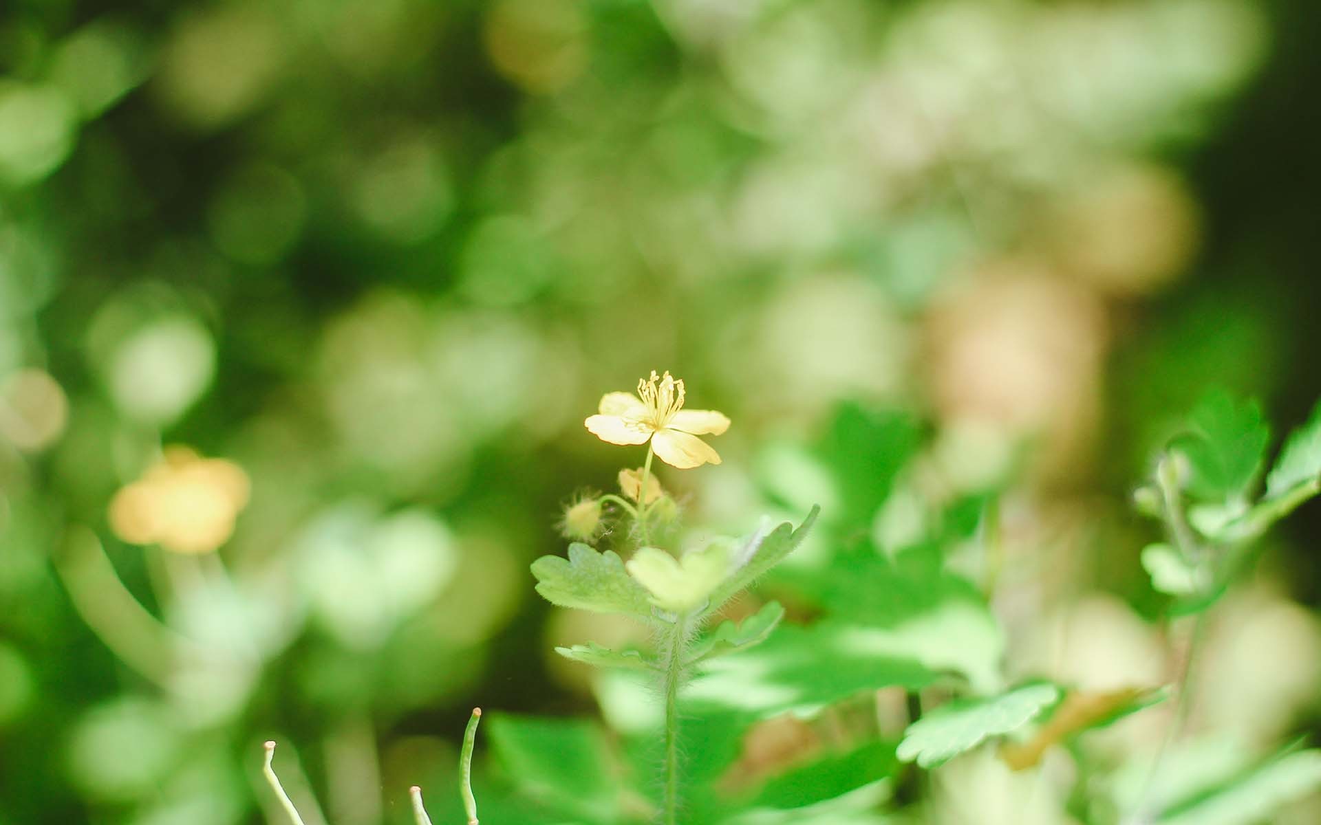 护眼壁纸  绿色 护眼   植物  花卉