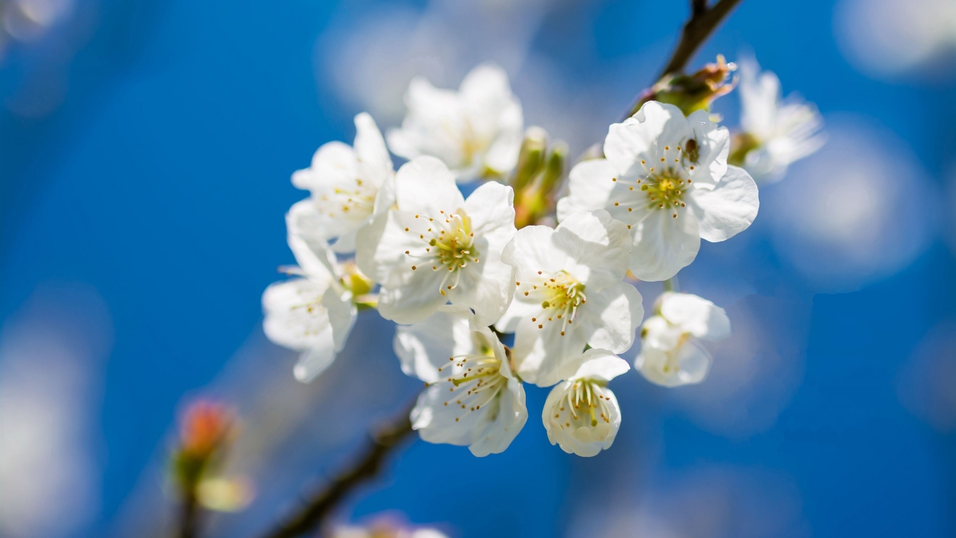 清新淡雅 白色樱花