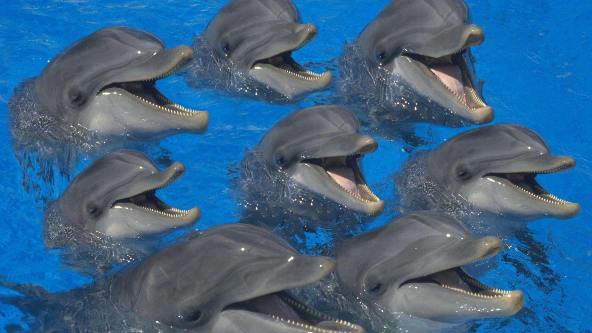 萌宠 海豚 海洋动物