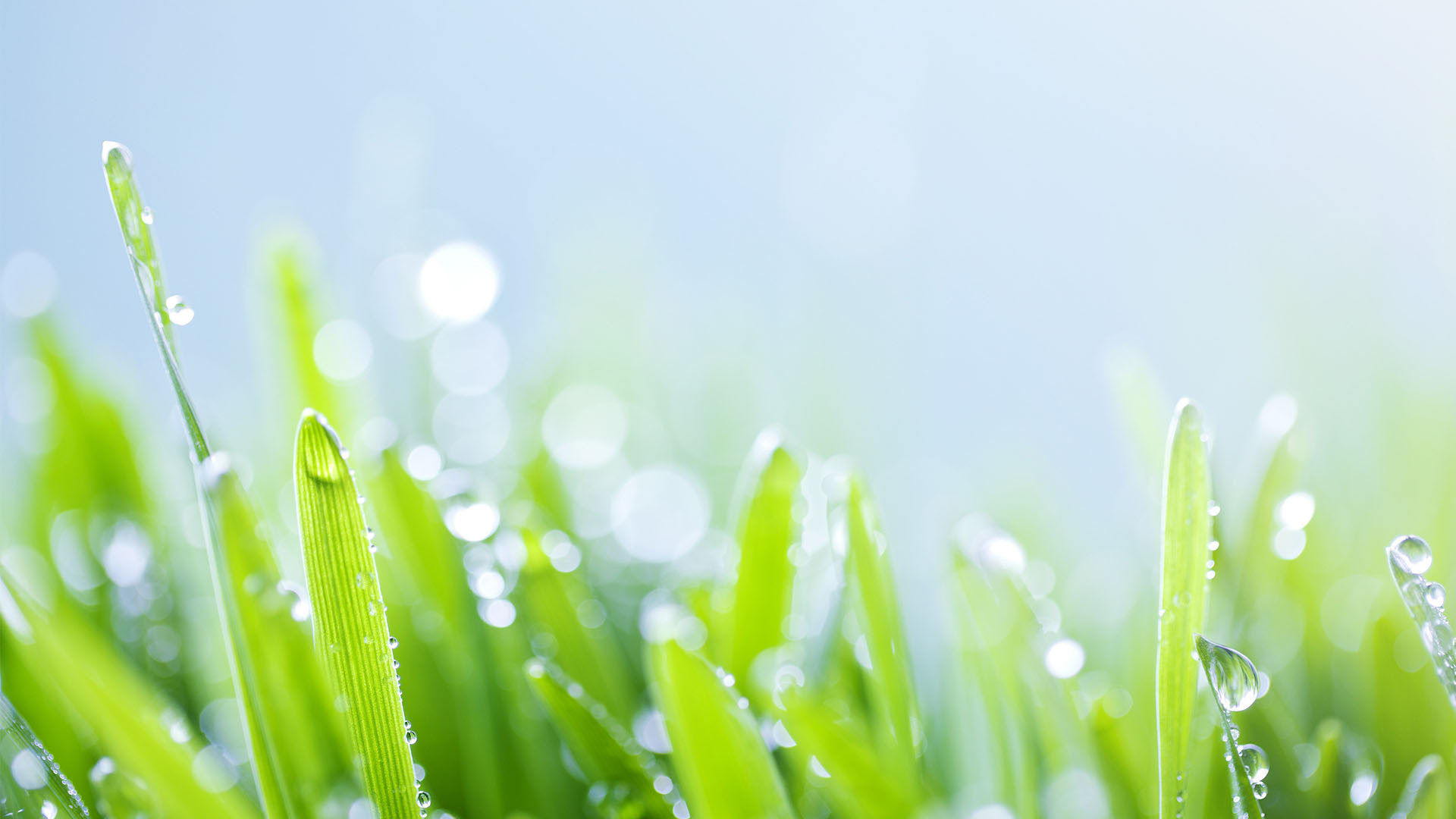 小清新 护眼壁纸 绿色