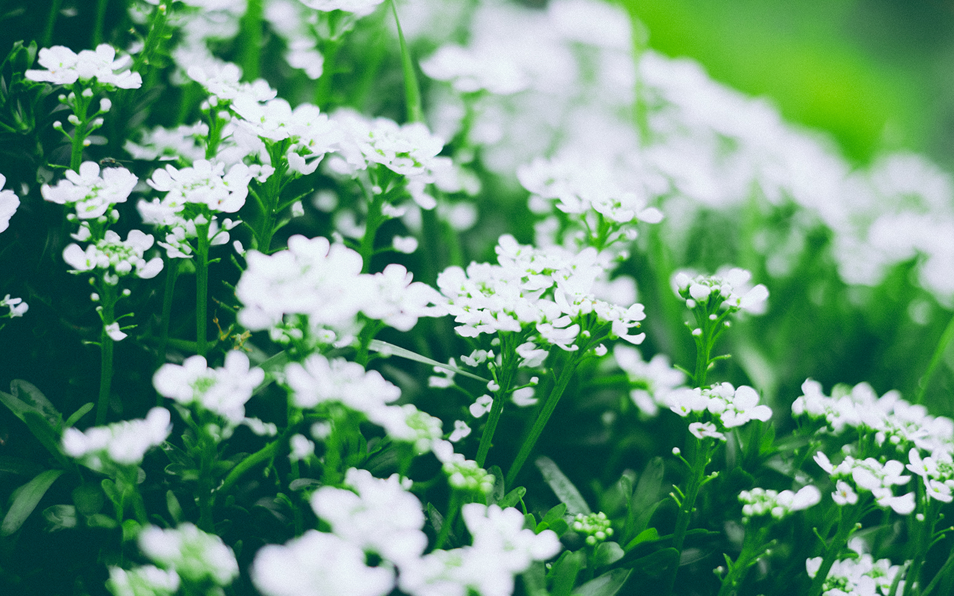 清新淡雅 绿色 护眼