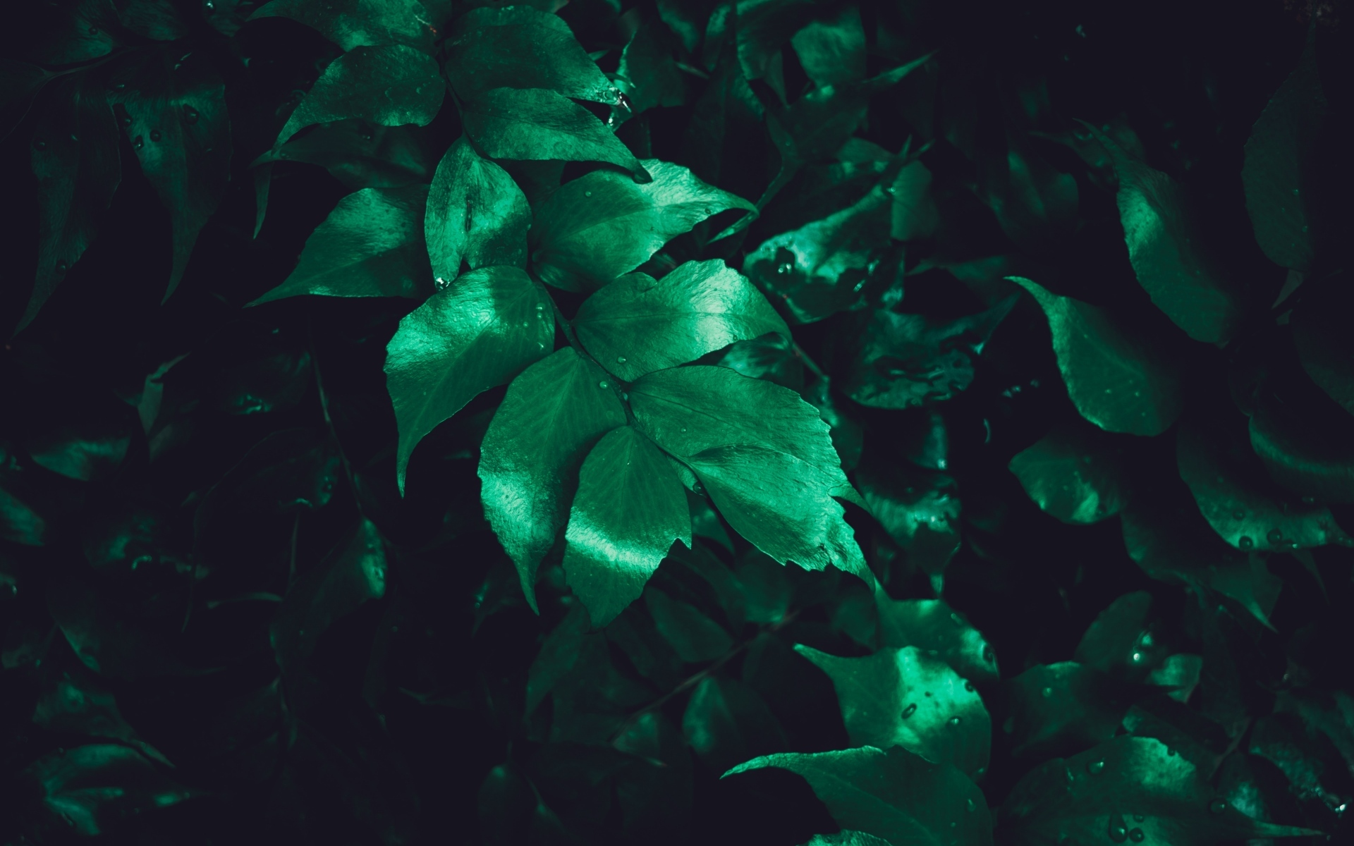 小清新 护眼壁纸 绿色