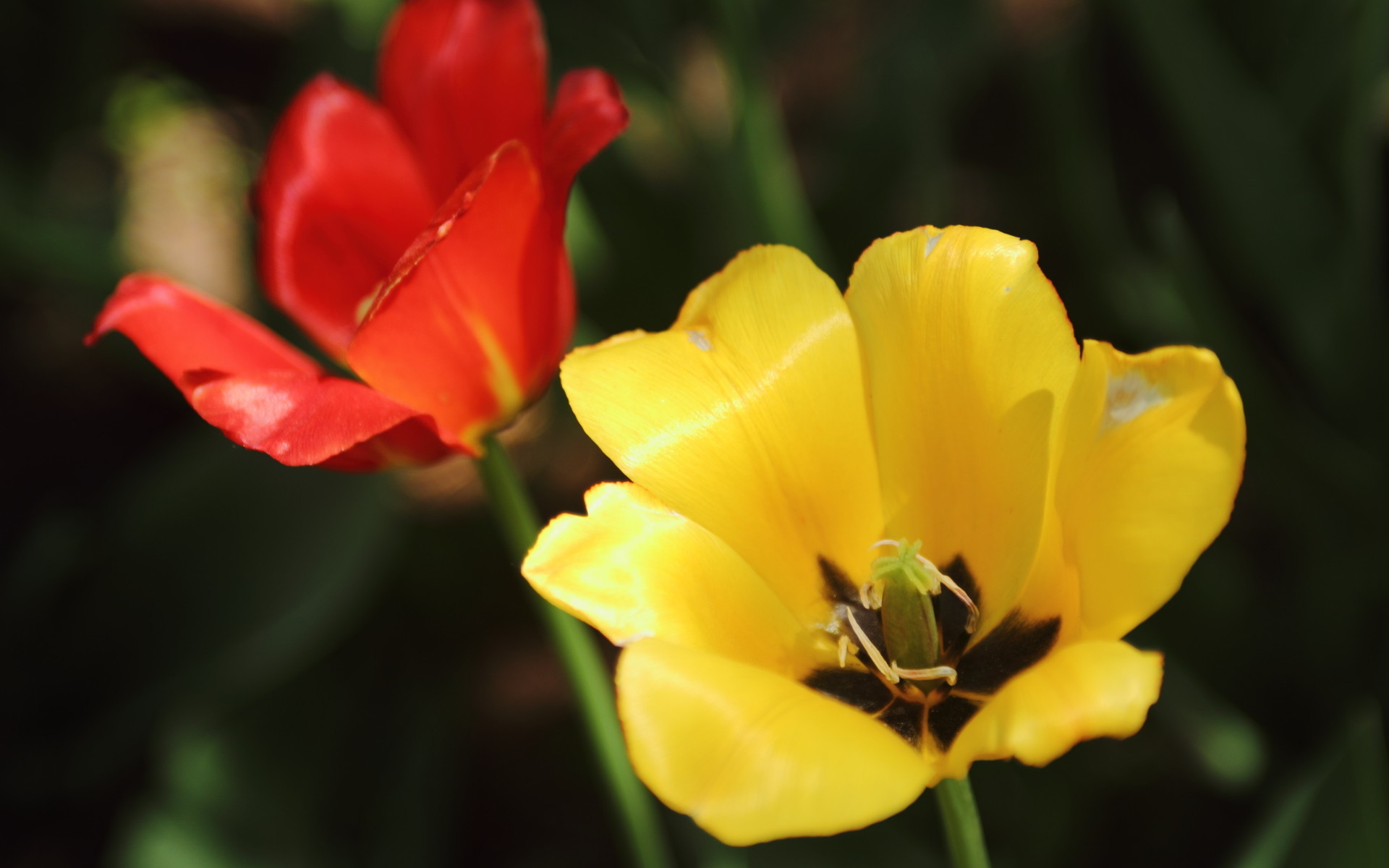 娇艳欲滴 郁金香