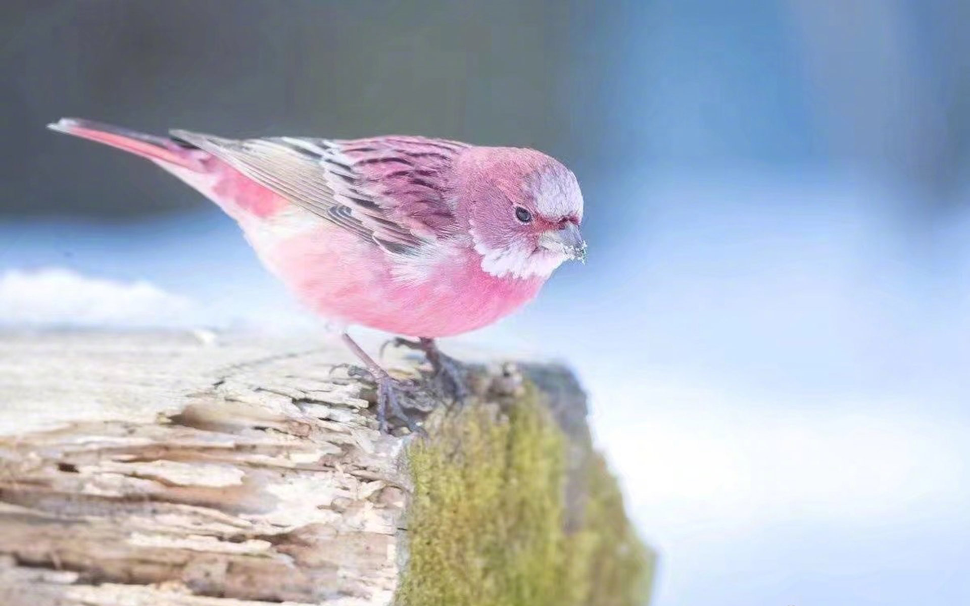 萌宠动物 古灵精怪 小鸟