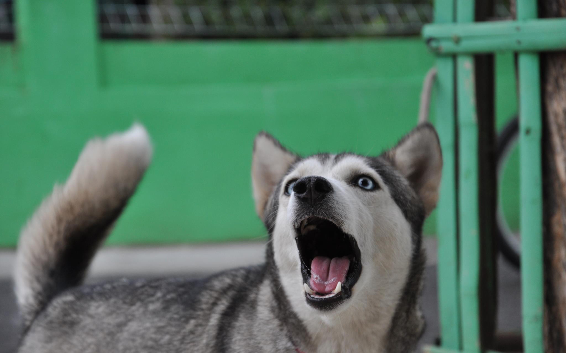 萌宠 动物 汪星人狗 哈士奇 二哈