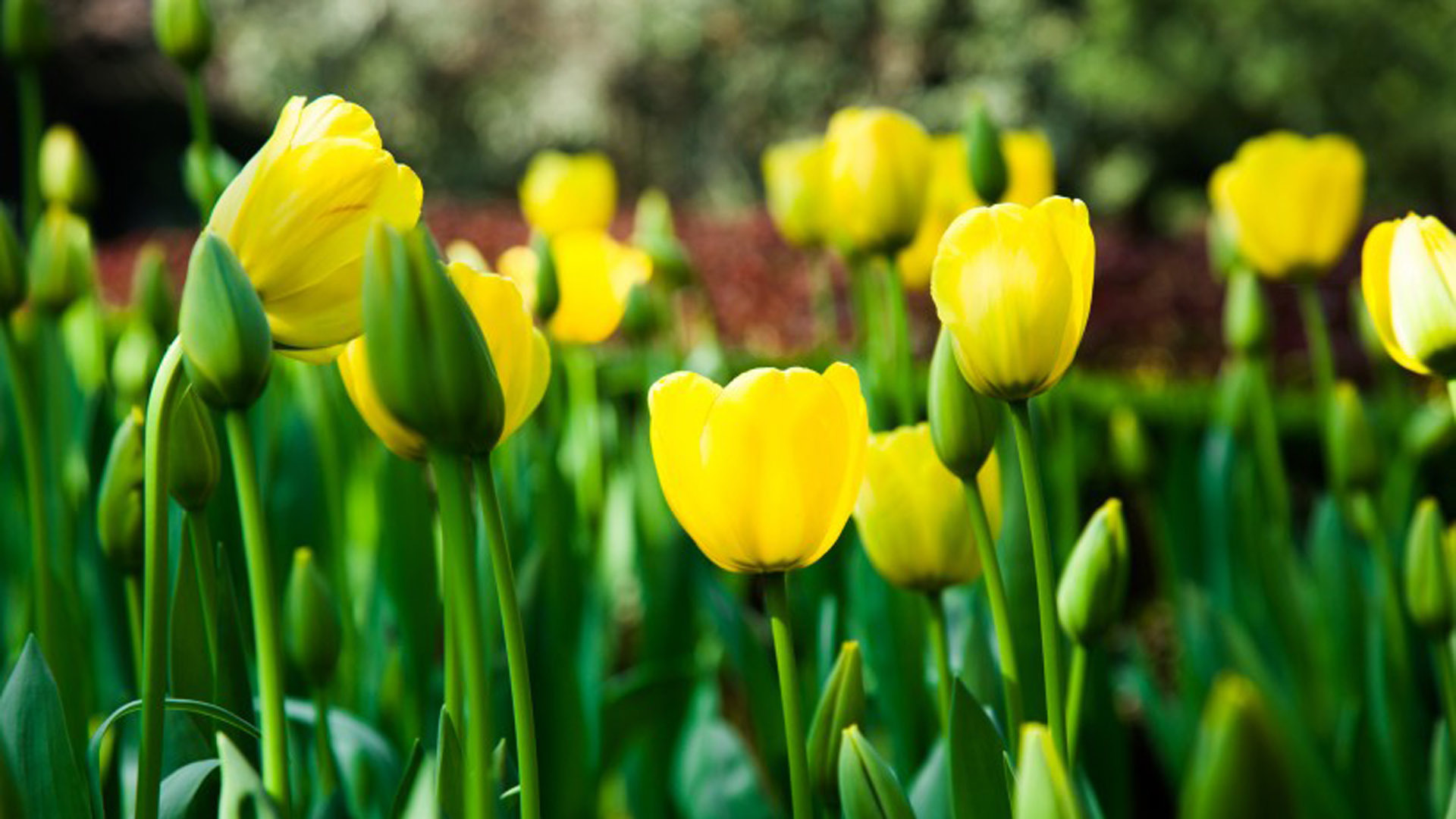 舒缓压力  娇艳的郁金香