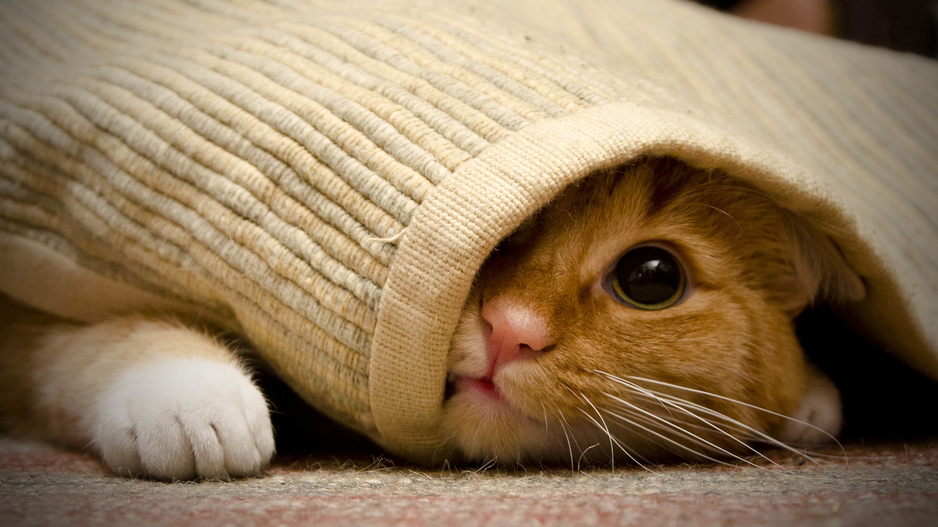 4K 动物 喵星人 猫