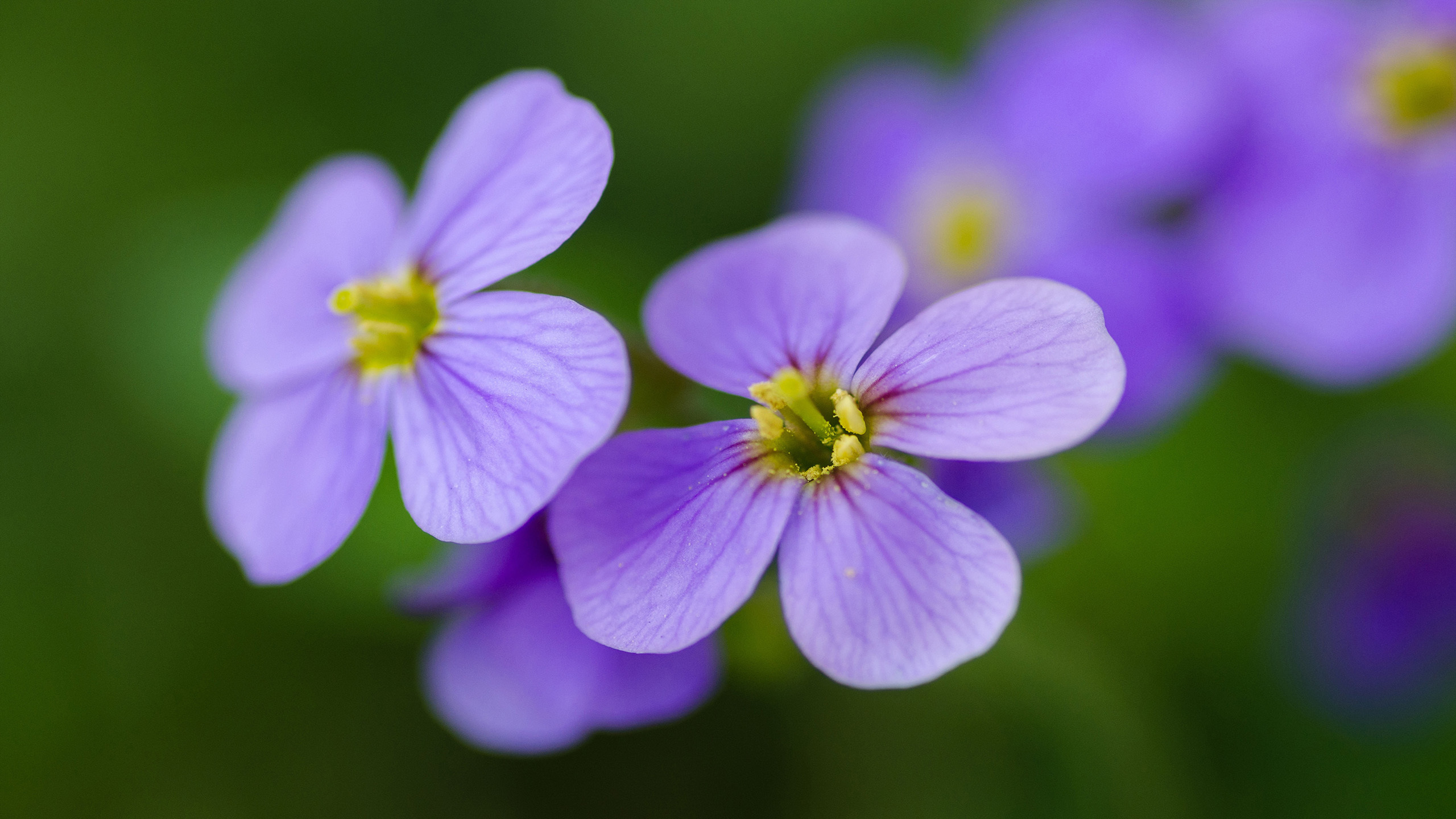 舒缓压力  唯美紫色花朵