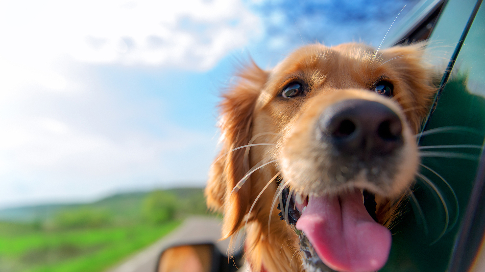 萌宠动物 汪星人 狗