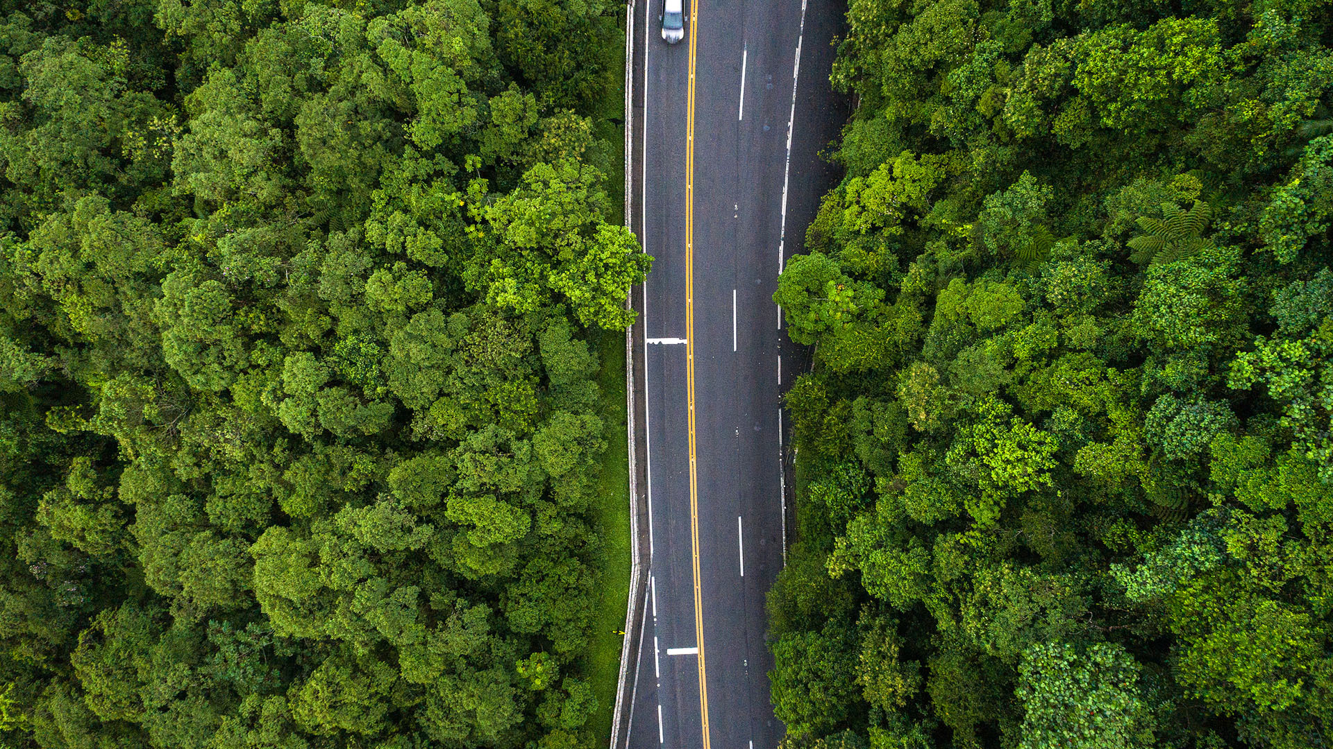 风景大片 春意盎然 公路 汽车 森林