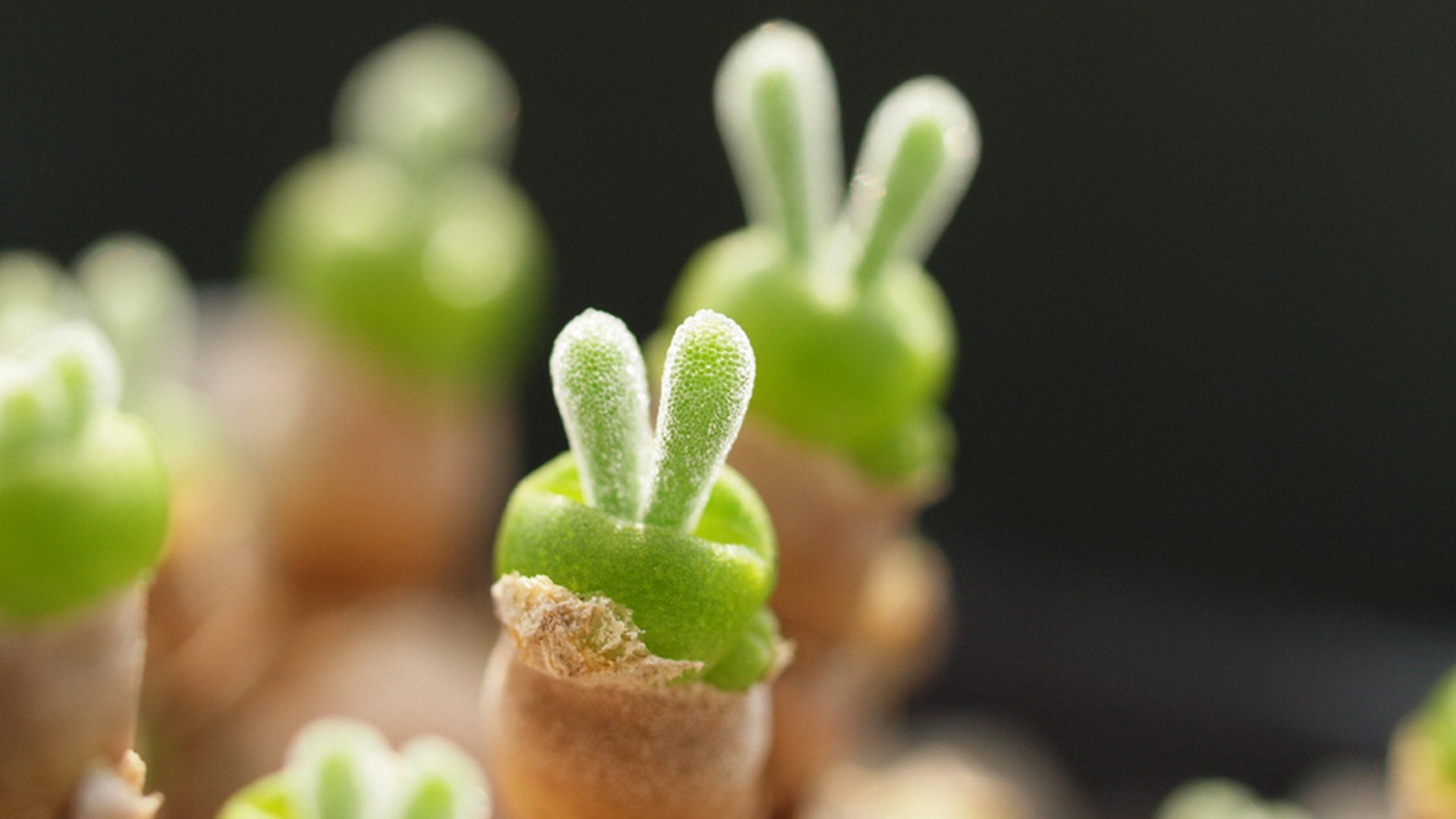 小清新 清新 可爱 宽屏