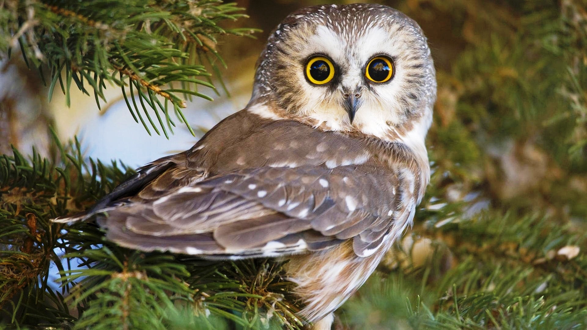 萌宠 猫头鹰 呆萌 可爱 逗趣 宽屏