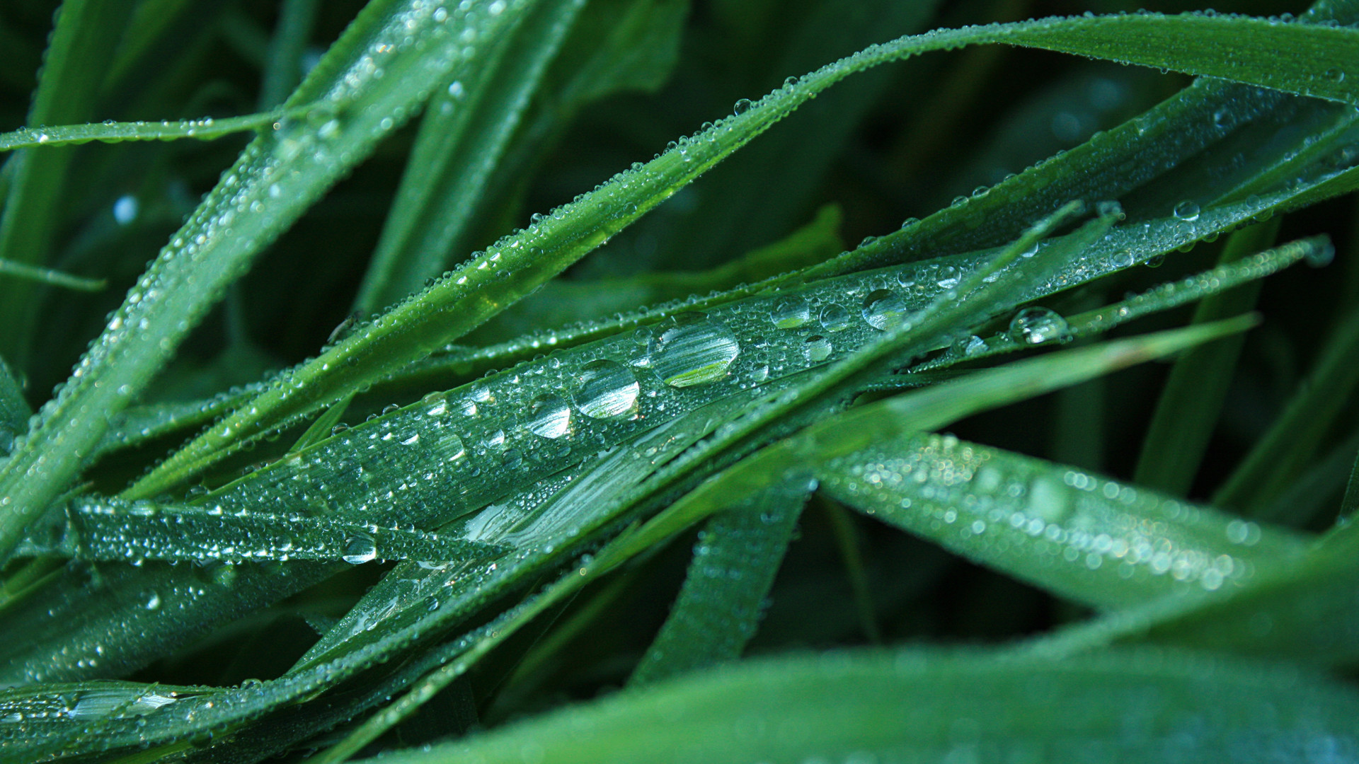 护眼壁纸 绿色 叶子 水滴