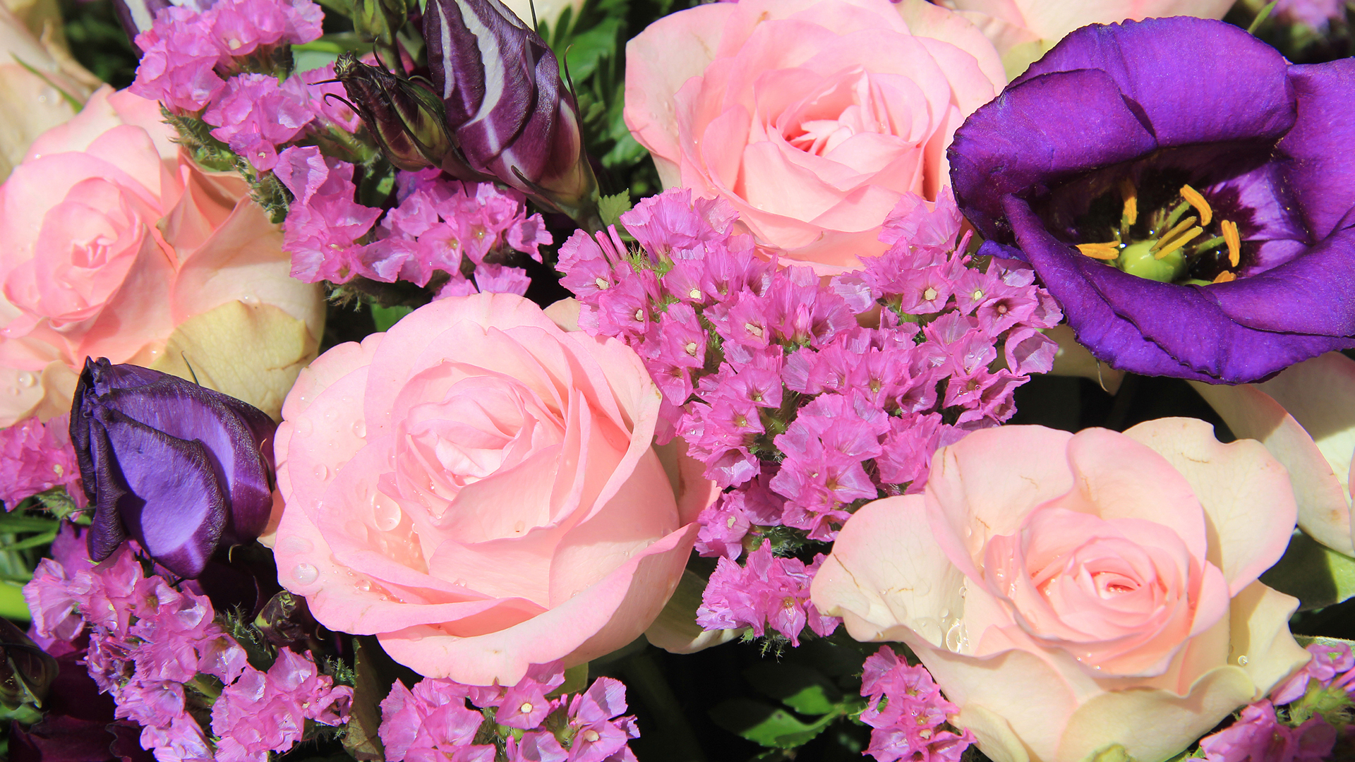 小清新 娇艳欲滴 花