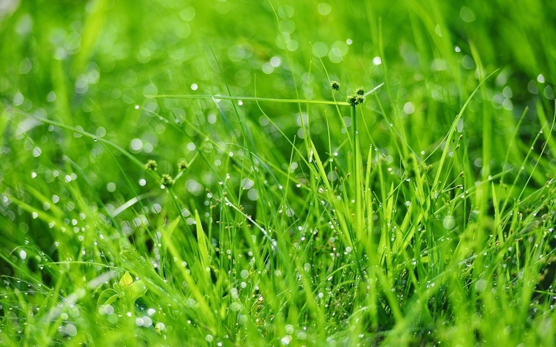 护眼壁纸  绿色    护眼  高清   植物 狗尾巴草