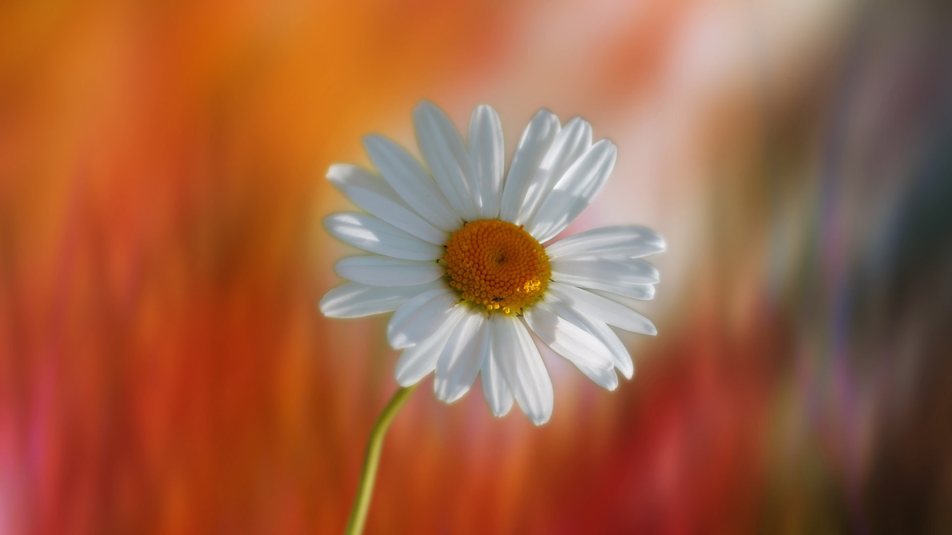 小清新 娇艳欲滴 花