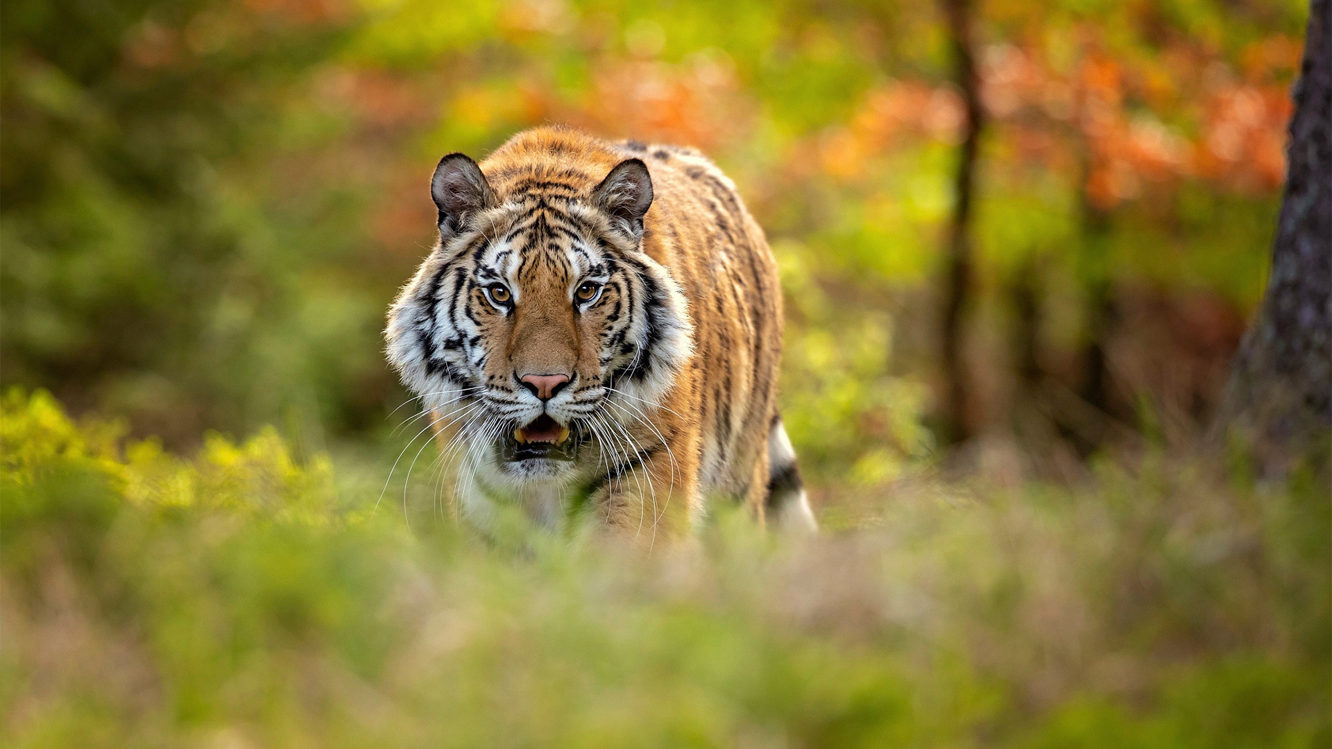 野生动物 老虎 王