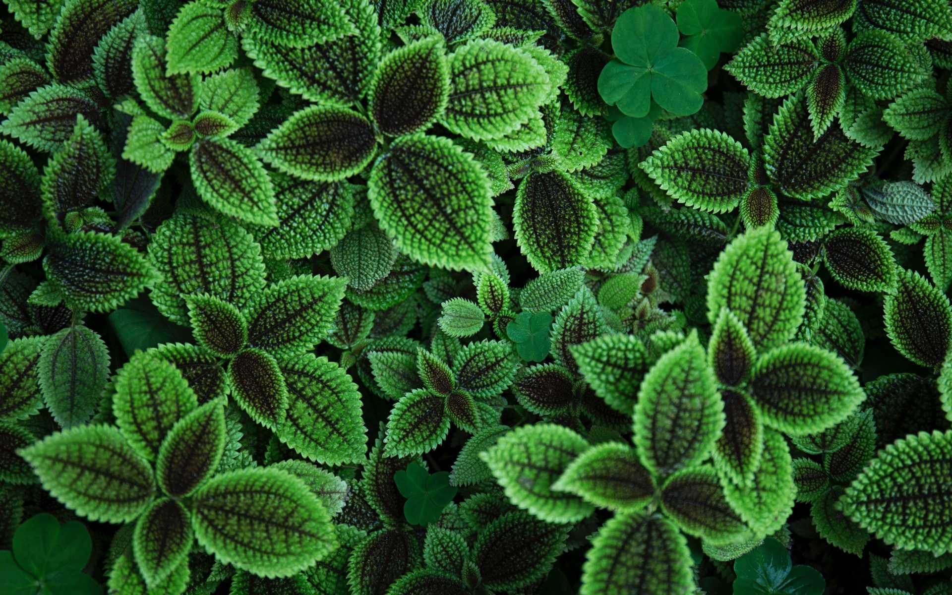 小清新 绿色 护眼壁纸