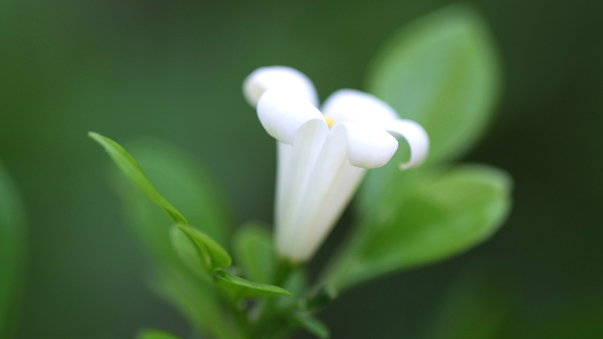 静物写真 小清新 植物 花卉 牵牛花