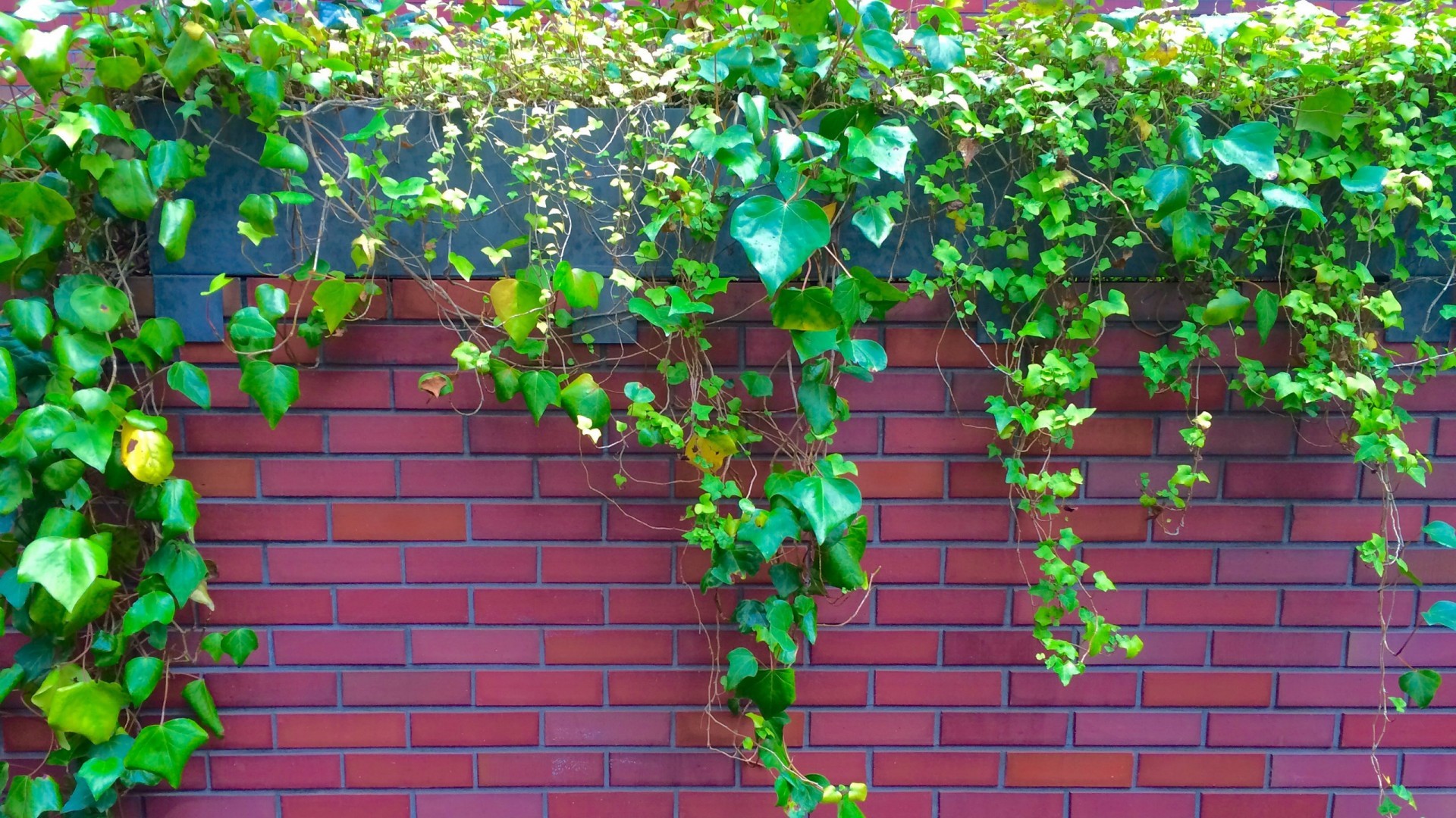 小清新 护眼壁纸 爬墙虎