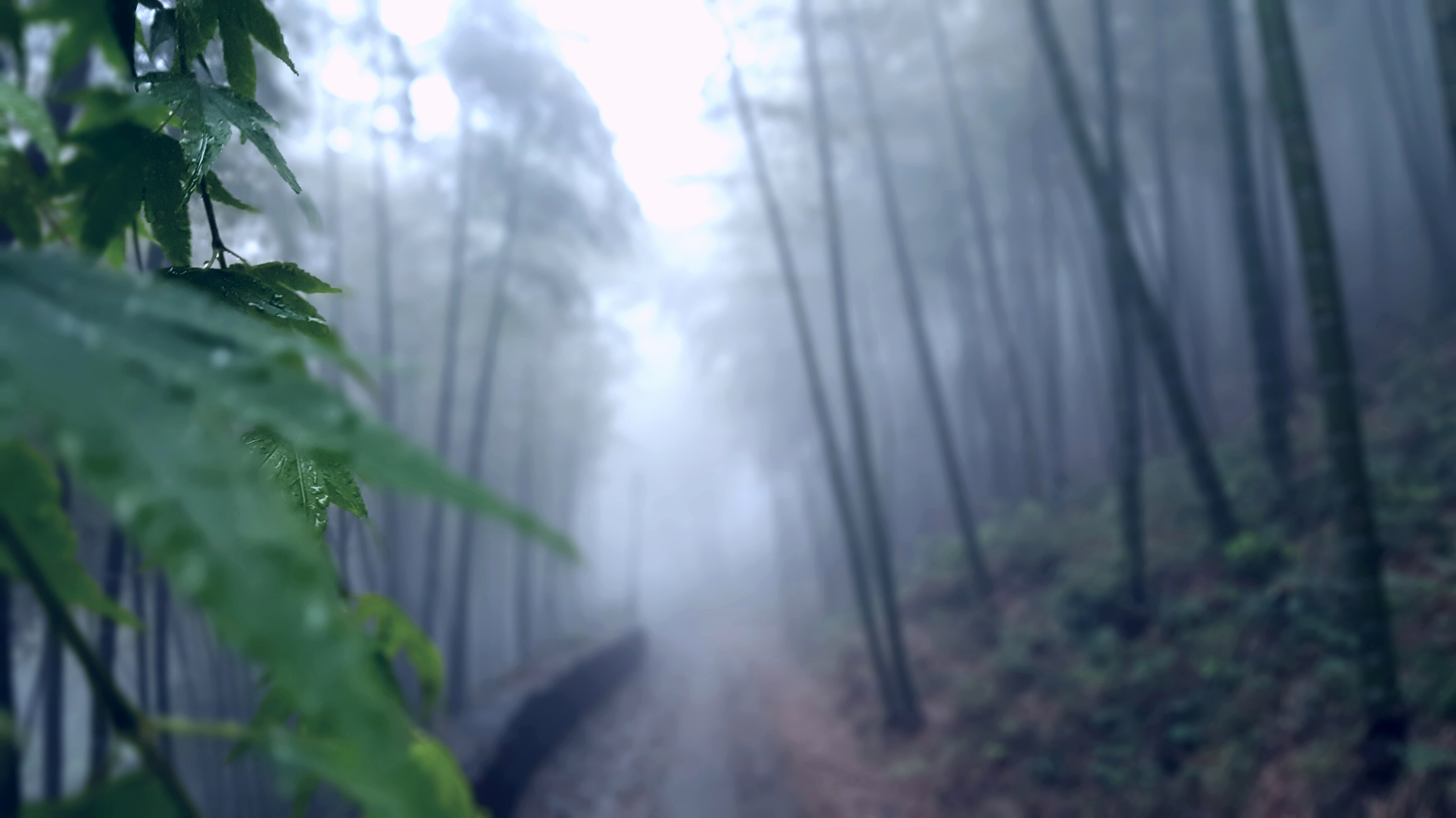 雨后 大雾 模糊 竹林