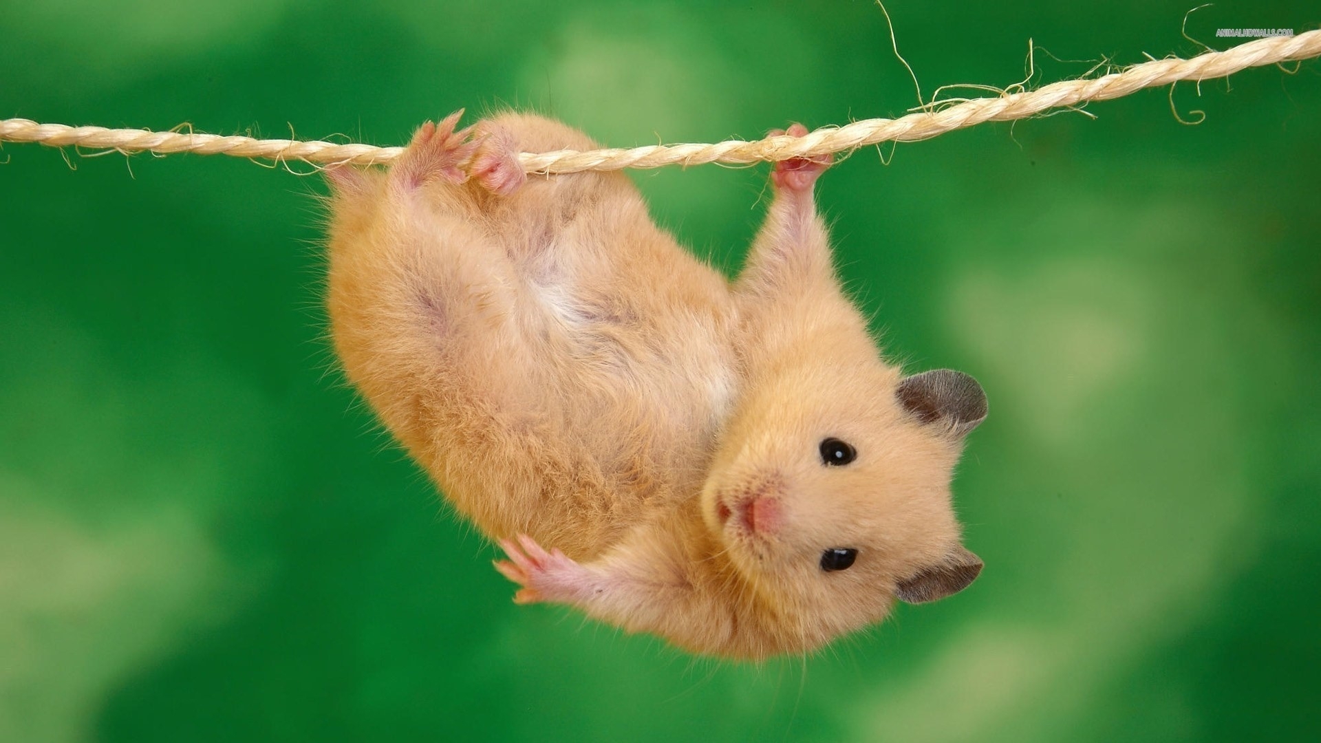 萌宠 仓鼠 耗子 可爱