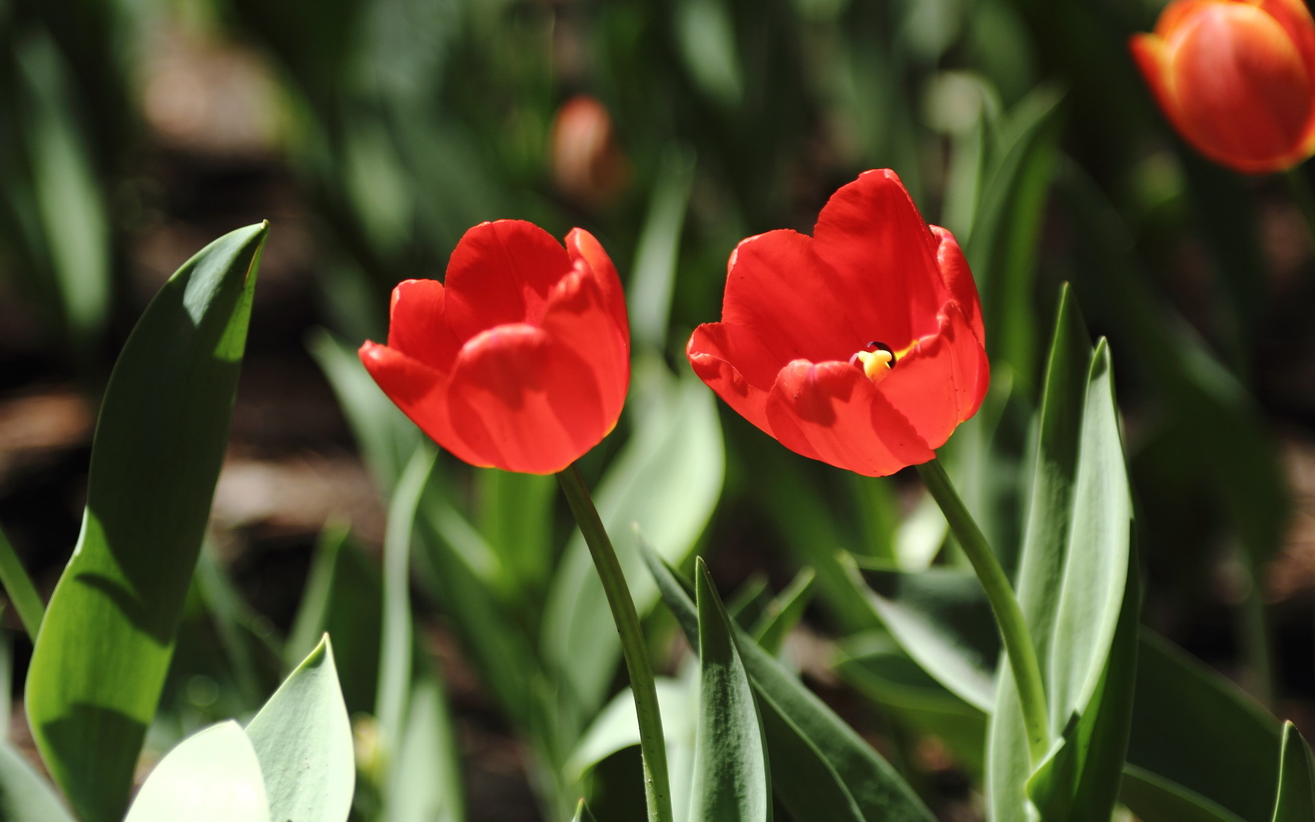 娇艳欲滴 郁金香