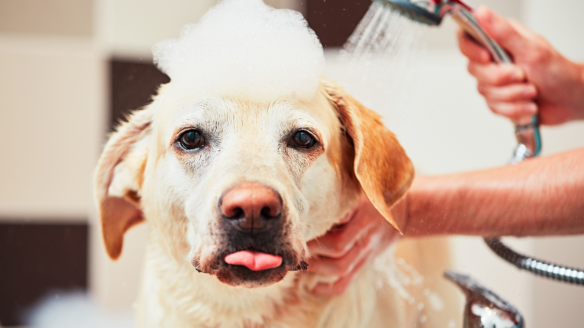 萌宠动物 汪星人
