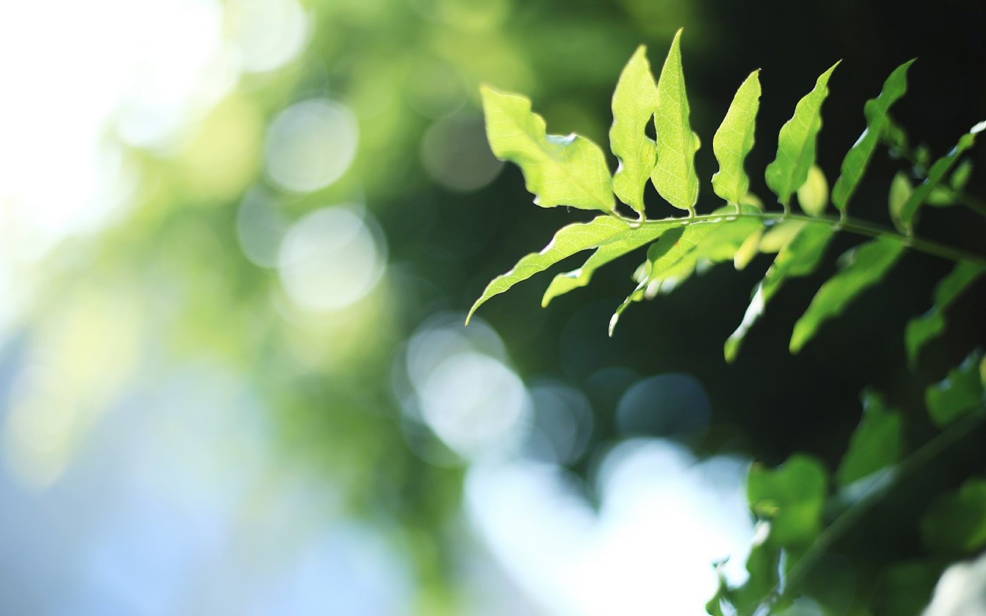 小清新 植物 绿叶