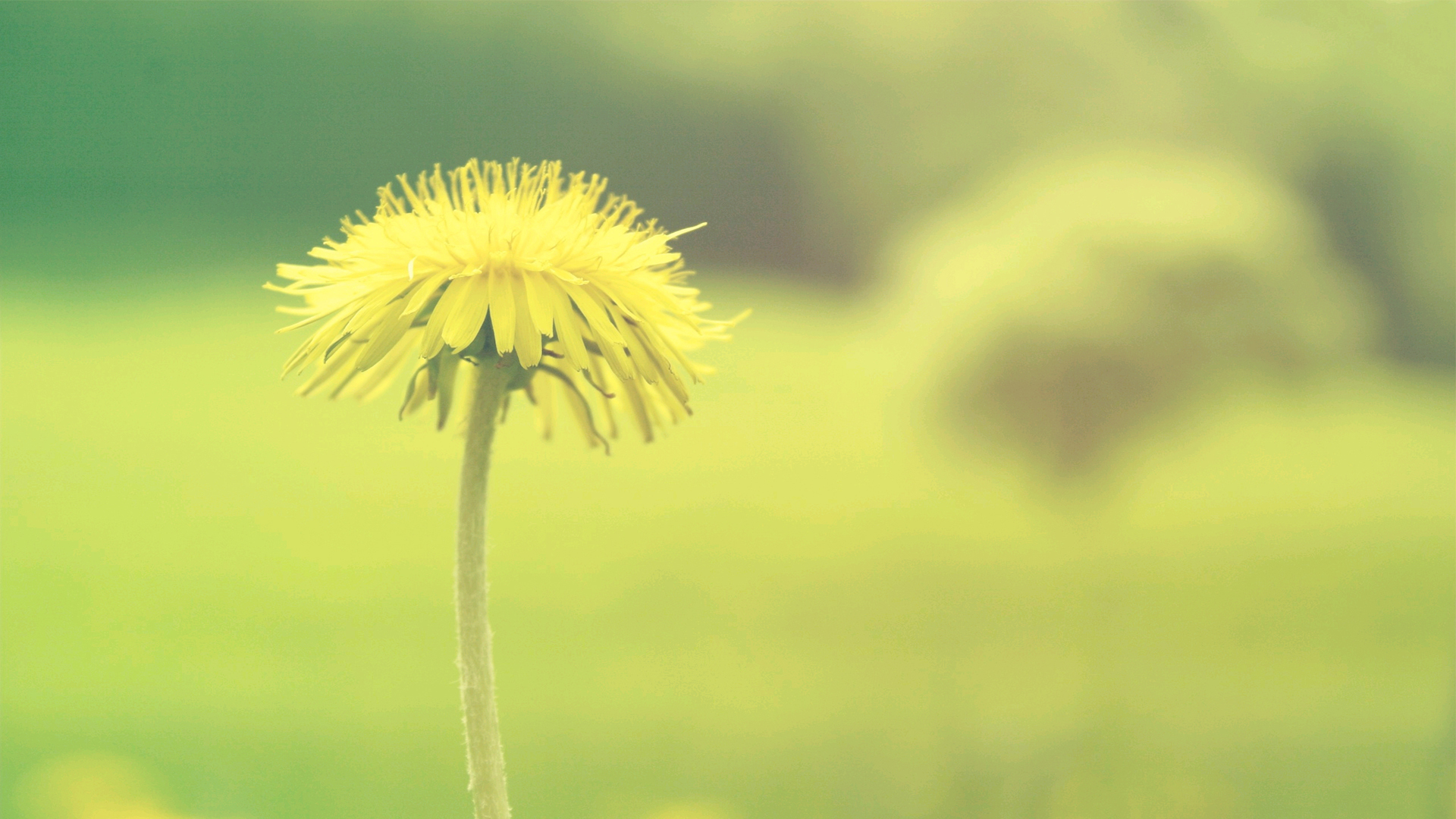 清新淡雅 小黄花