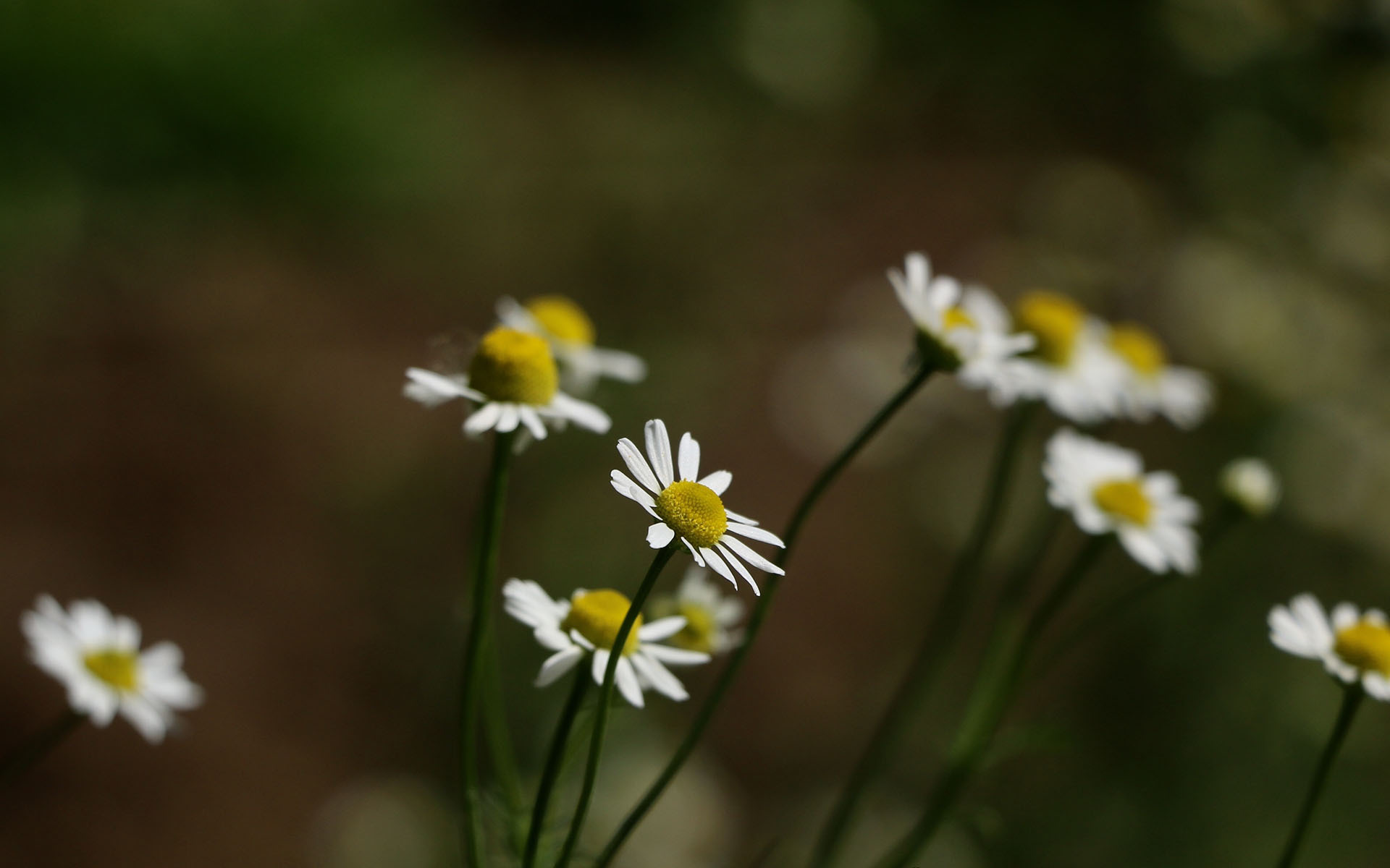 清新淡雅  养眼菊花  植物