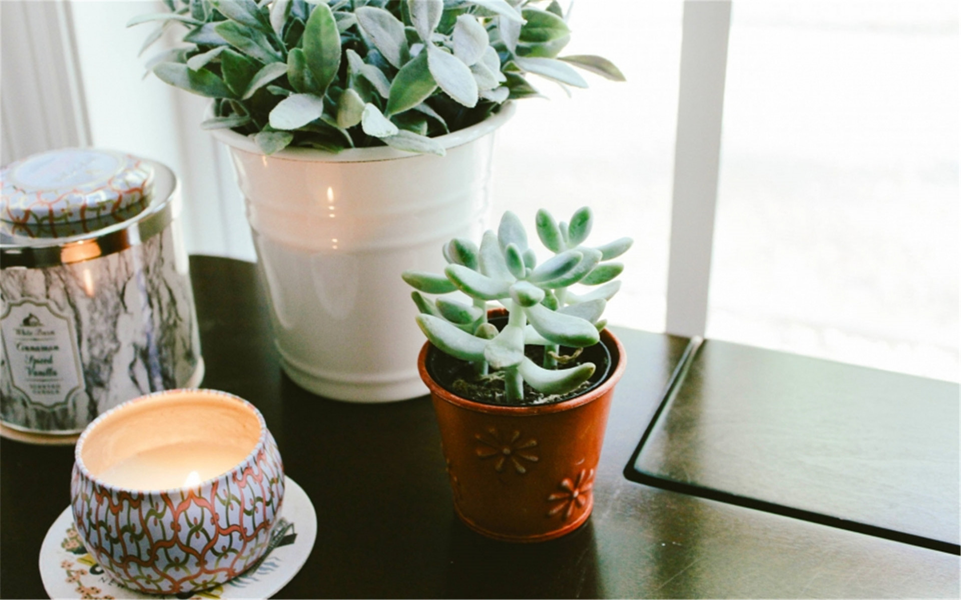 静物写真  简洁  盆栽  绿色  植物   养眼