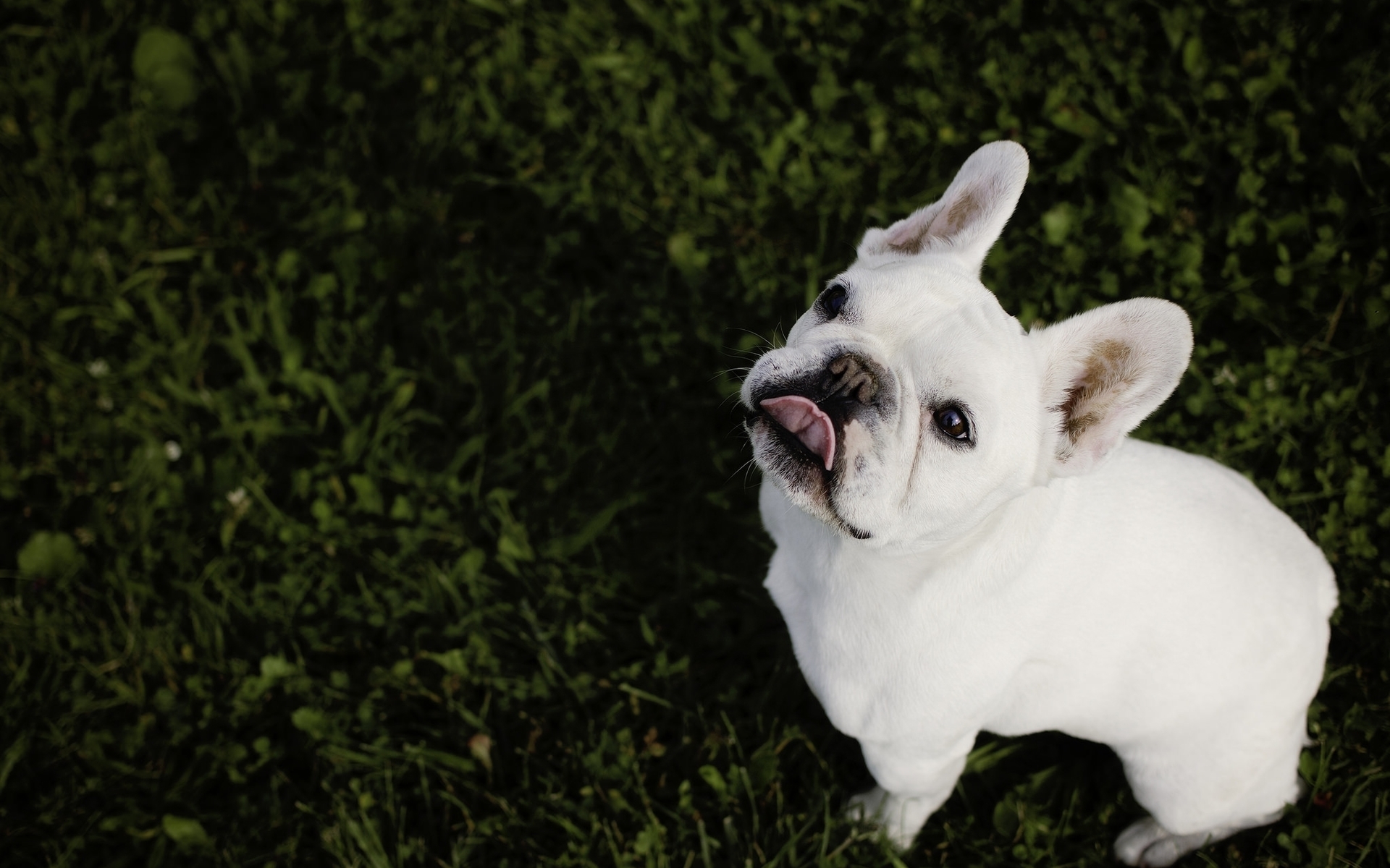 汪星人 狗 斗牛犬