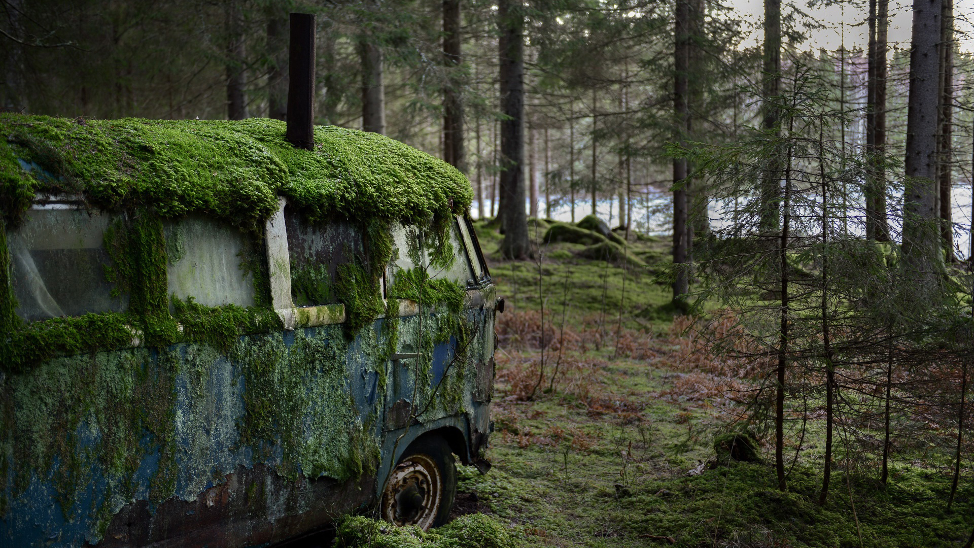 树林 废旧 遗弃