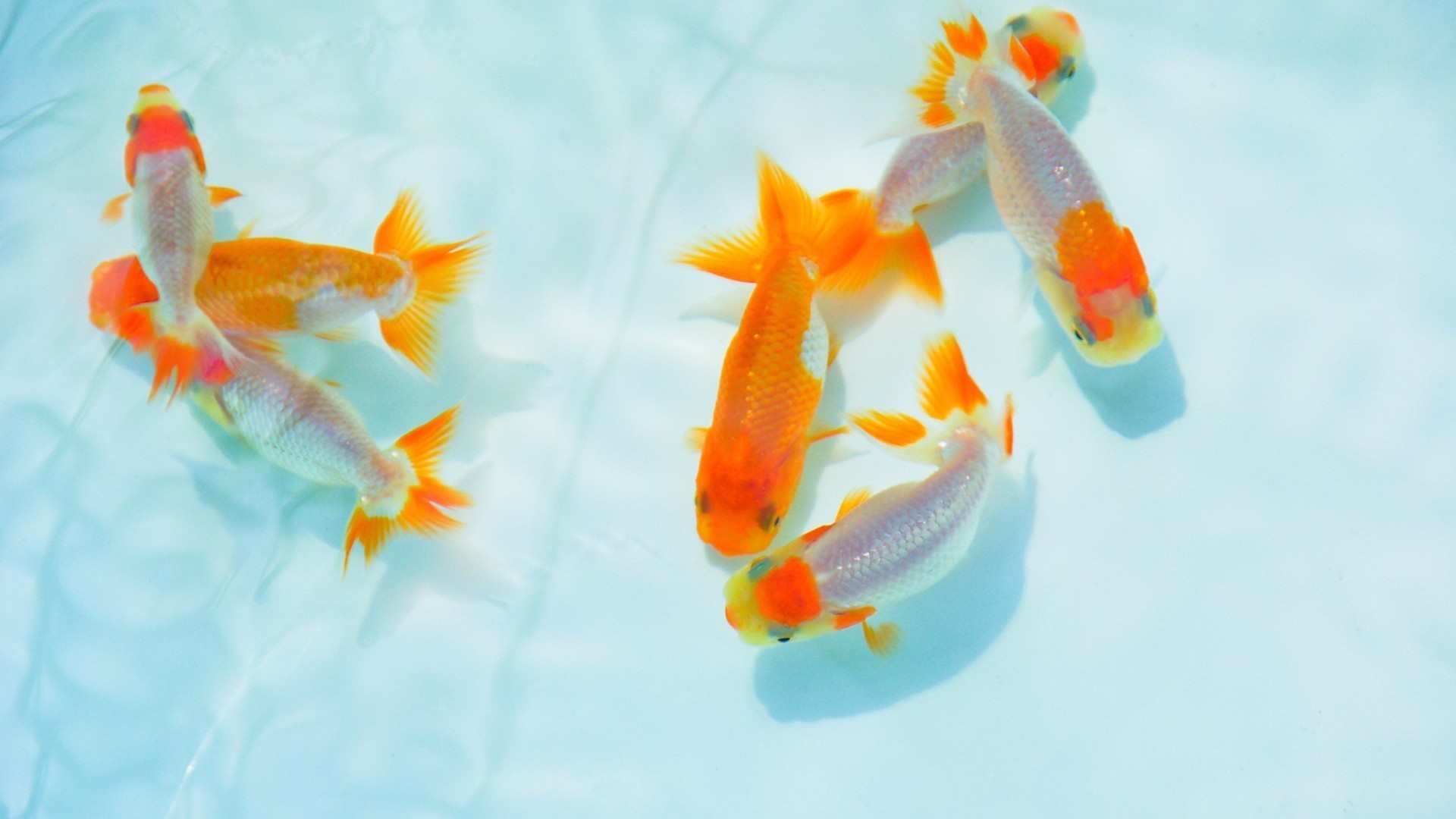 萌宠 小金鱼 可爱 宽屏