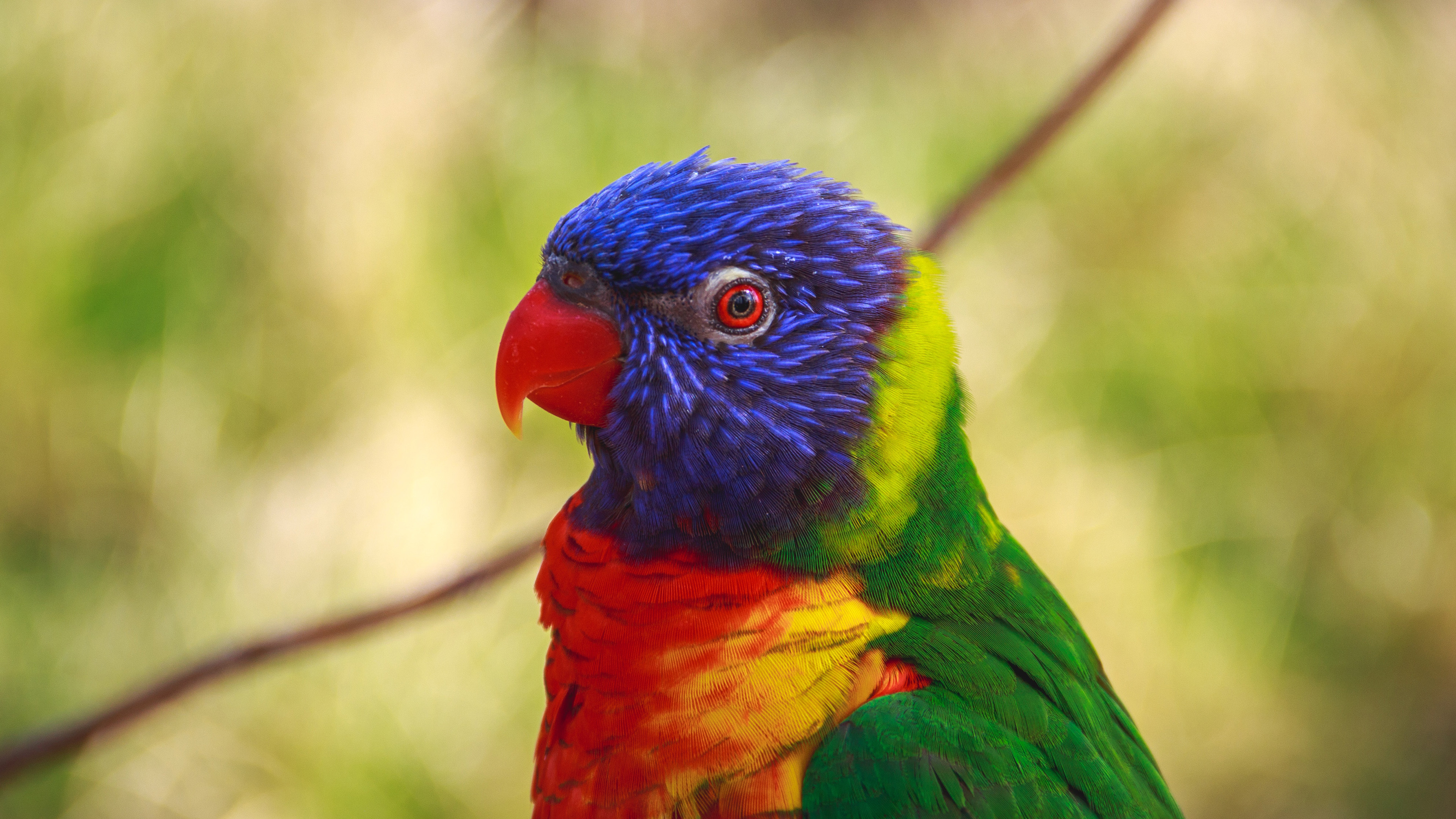 动物 小鸟天地 鹦鹉 4k