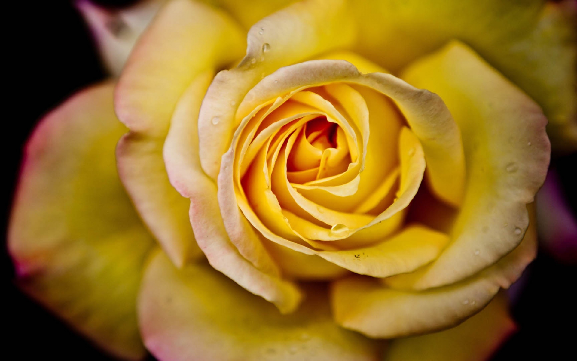 小清新 花朵 娇艳欲滴