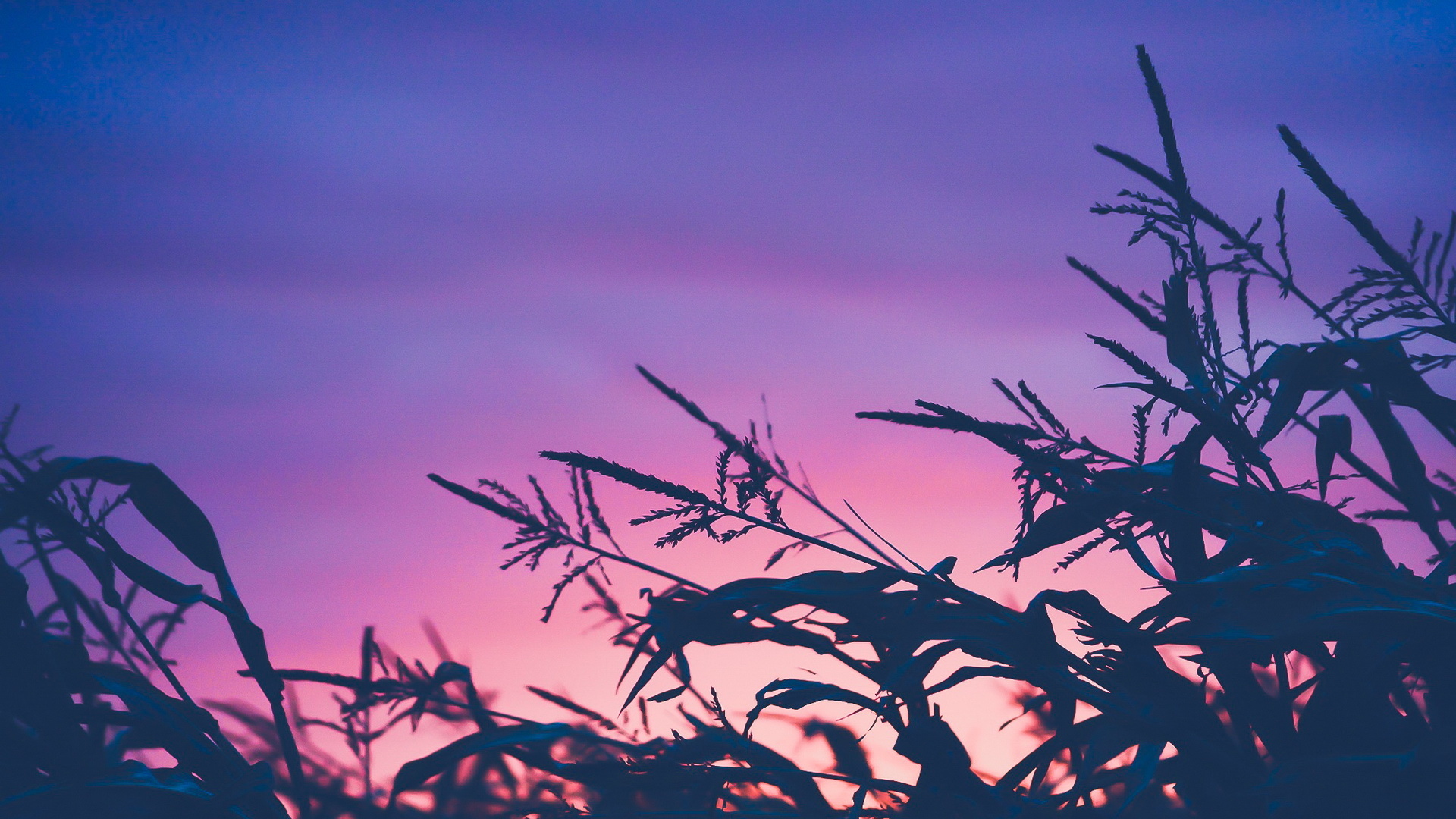 自然风光 夜色 麦田