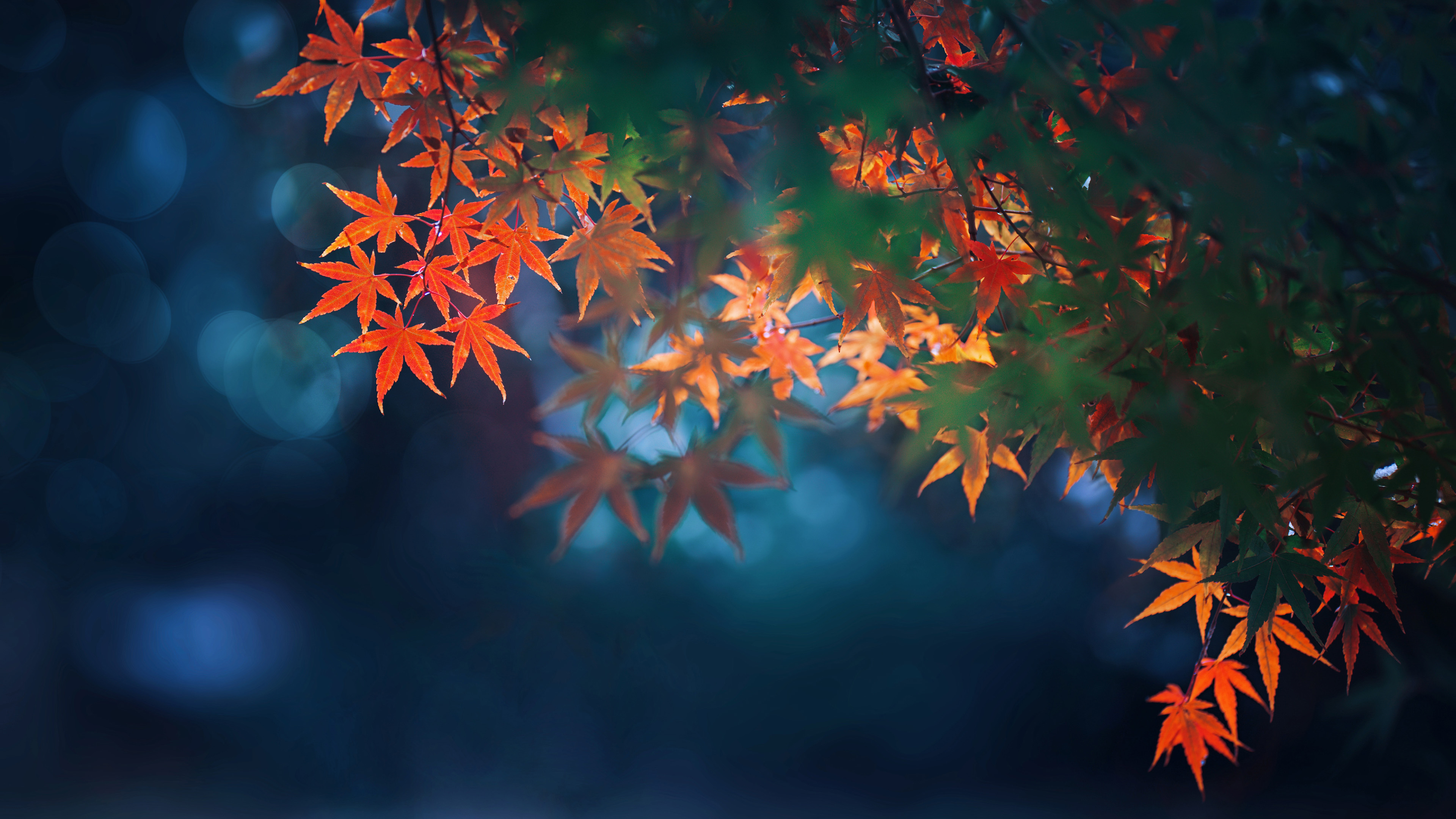 护眼壁纸 枫树 秋天 树叶