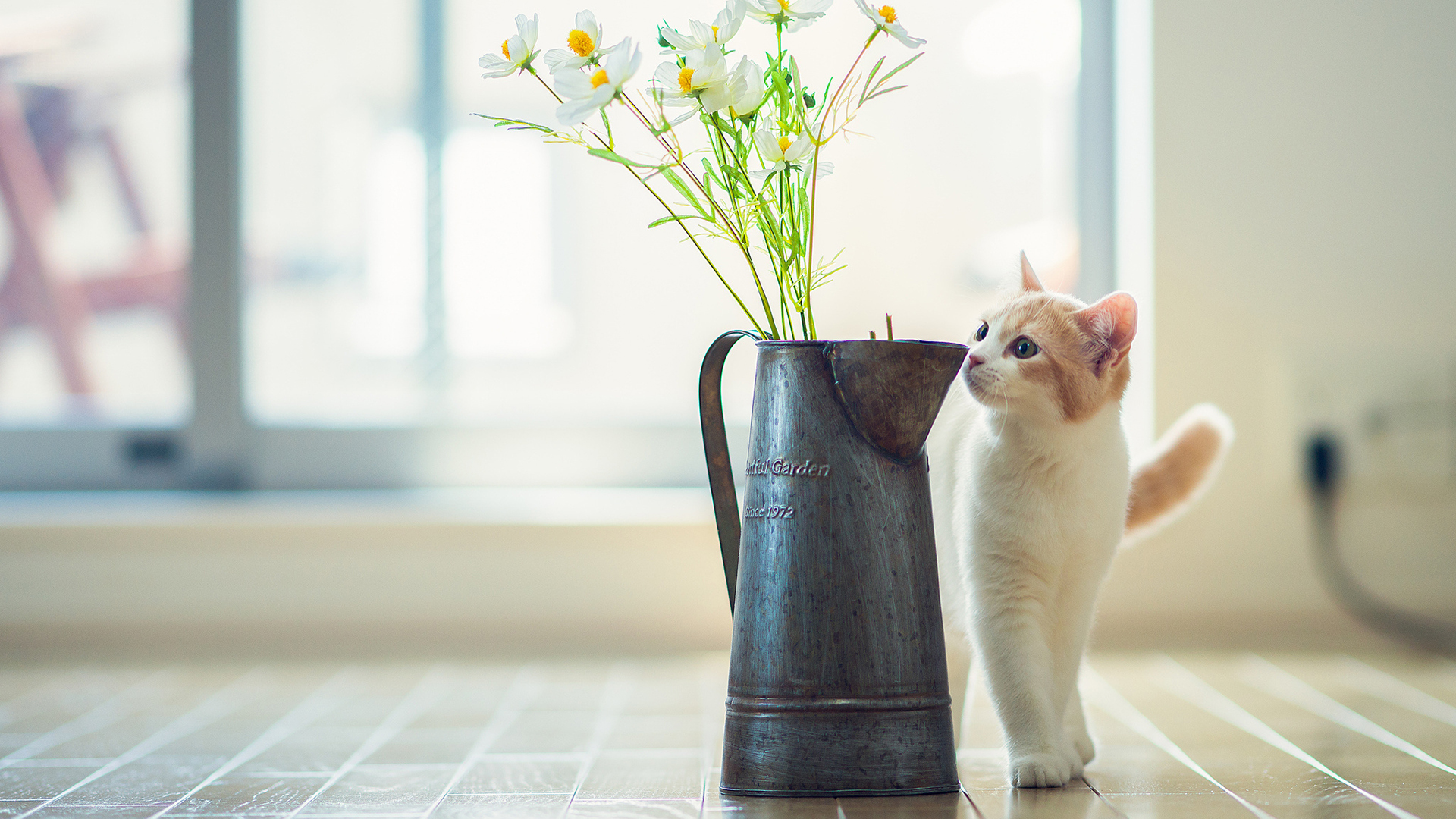 喵星人  可爱  喵咪  萌宠