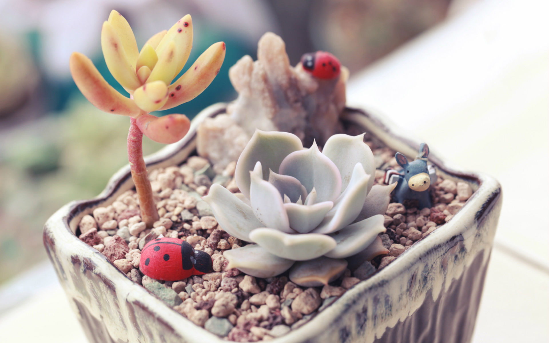 小清新 萌肉 盆栽 可爱 简单