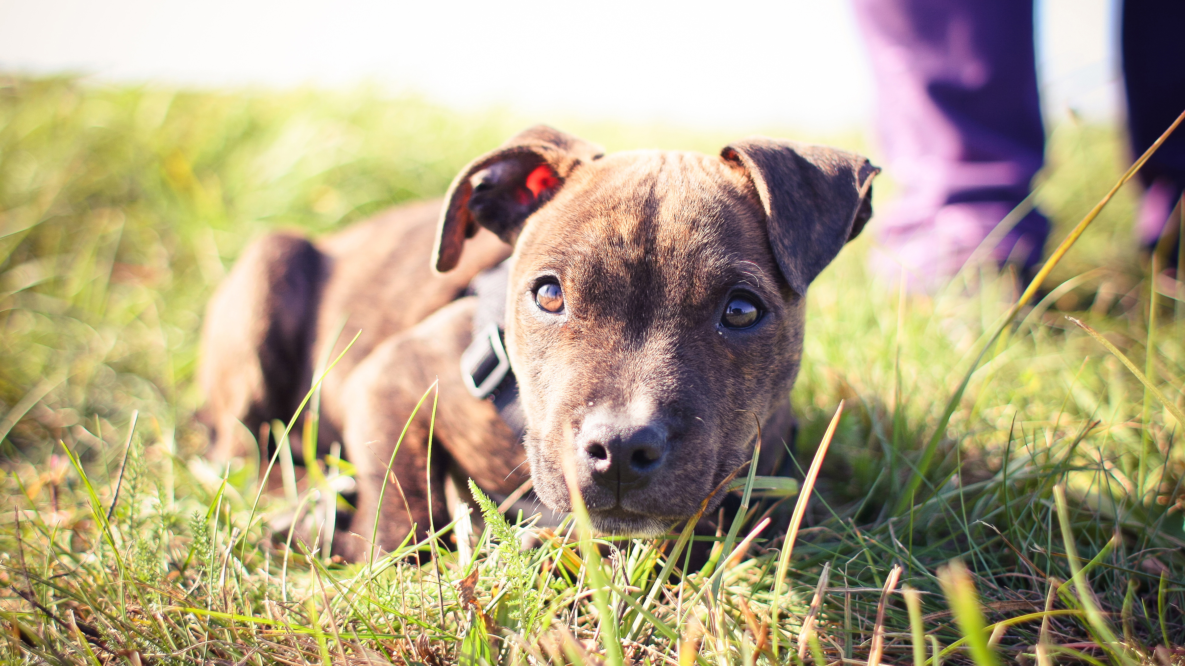 汪星人 阳光 草地