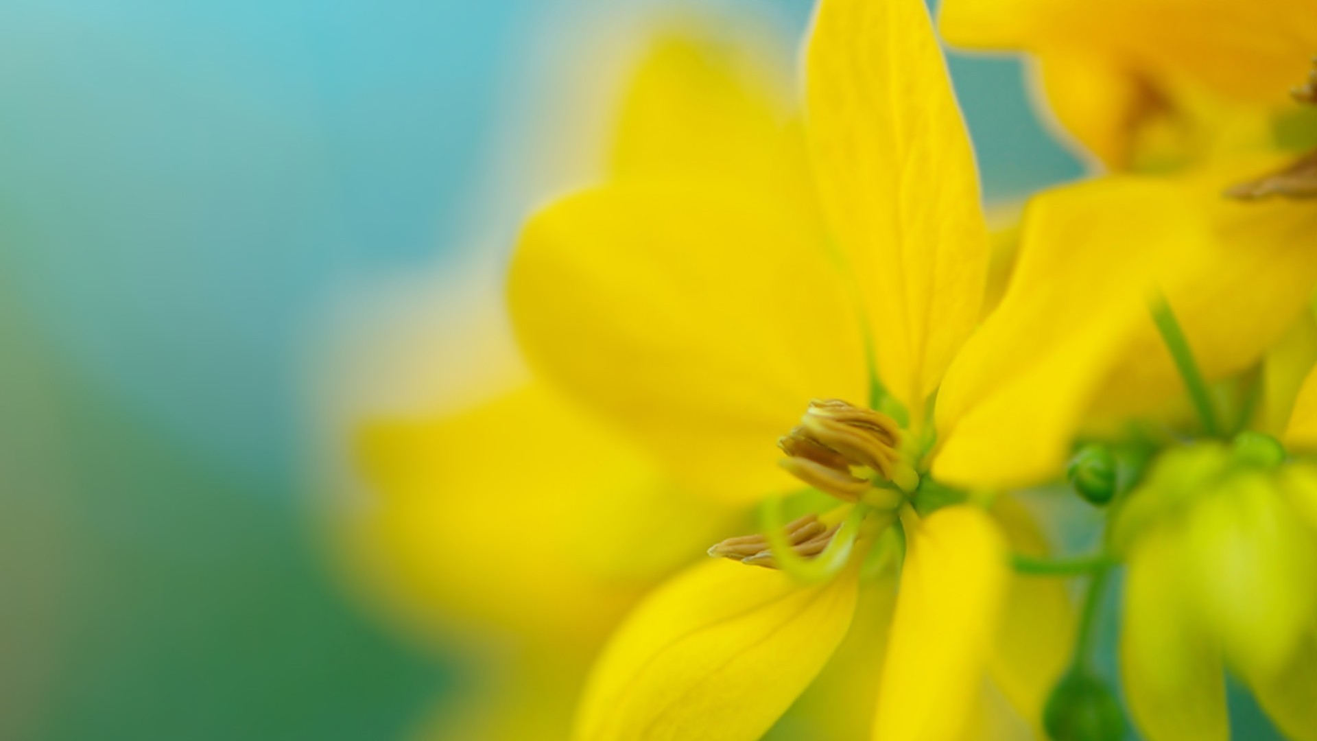 小清新 植物 花卉