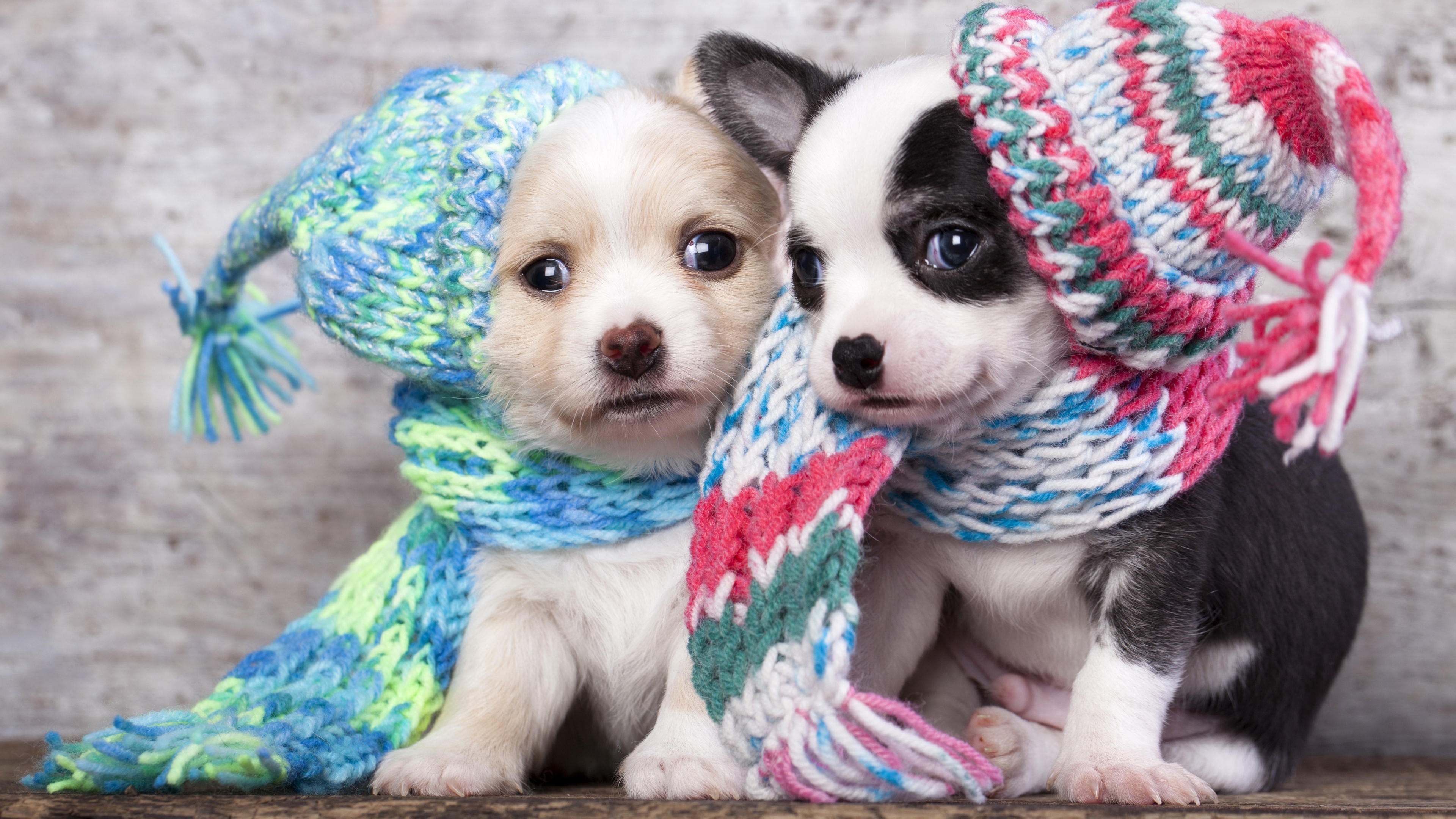 4K 萌宠 动物 汪星人 狗