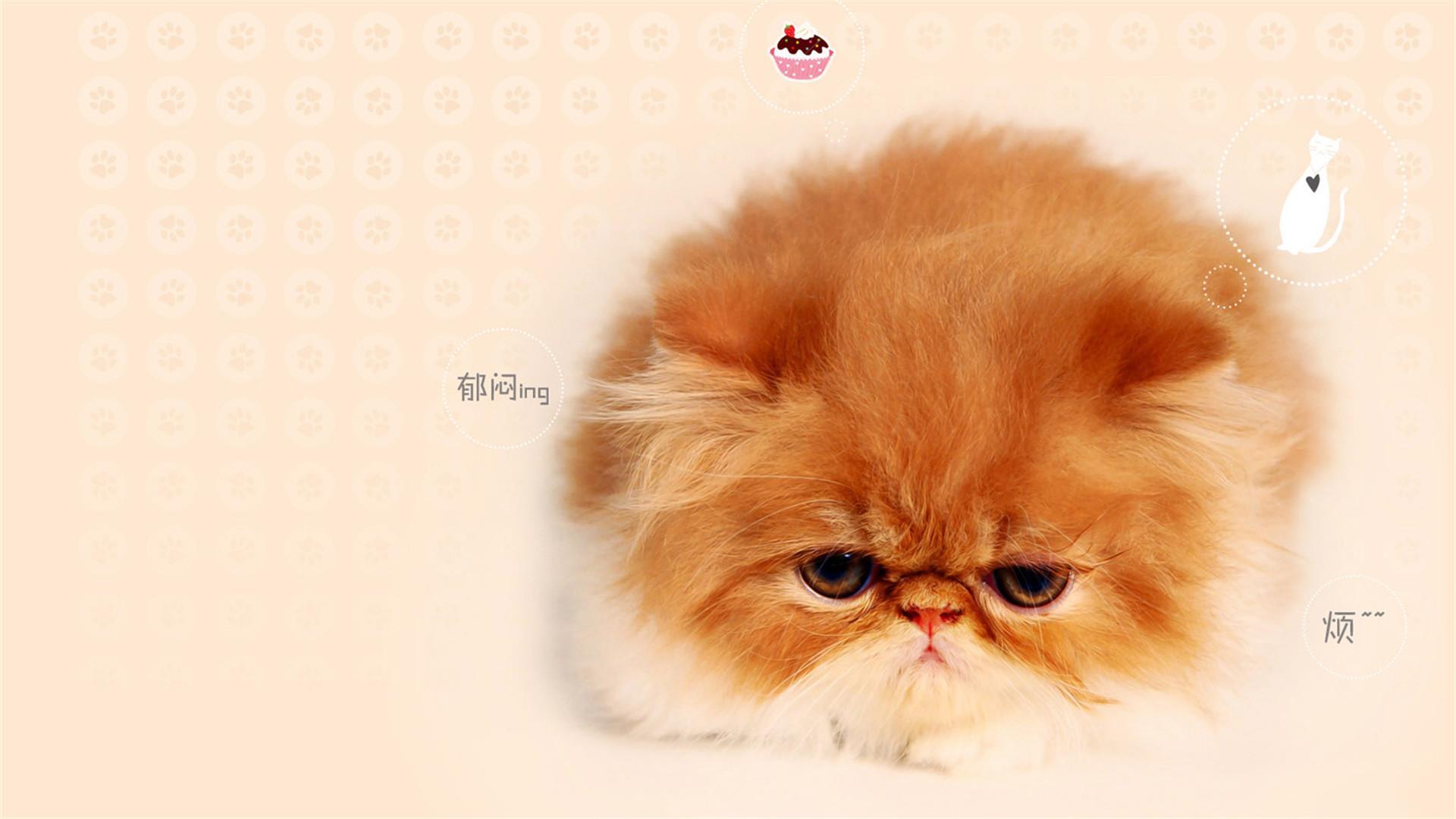 超萌 喵星人 猫咪 可爱 呆萌 宽屏